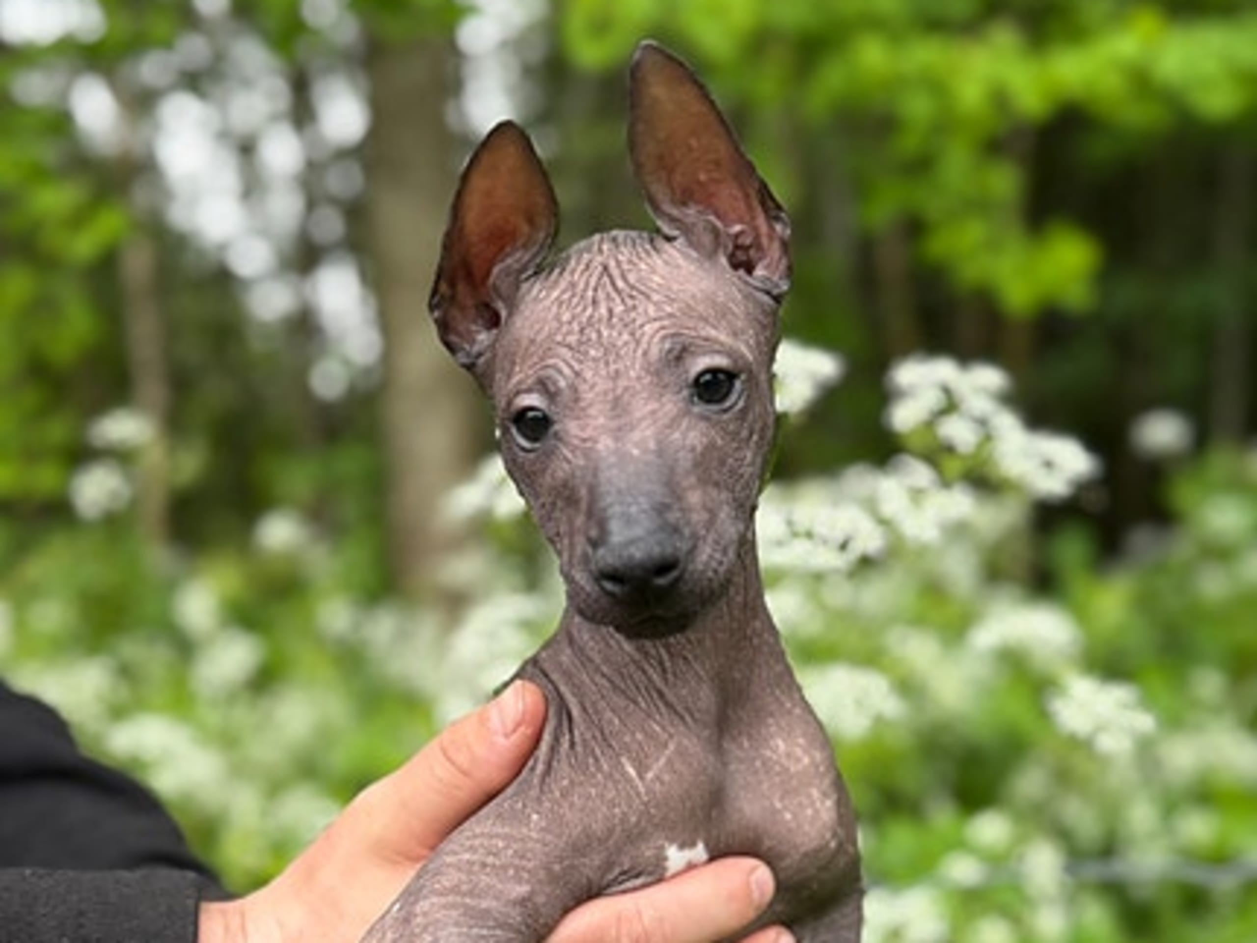 Xoloitzcuintle · Årnes · Forever Spellbound