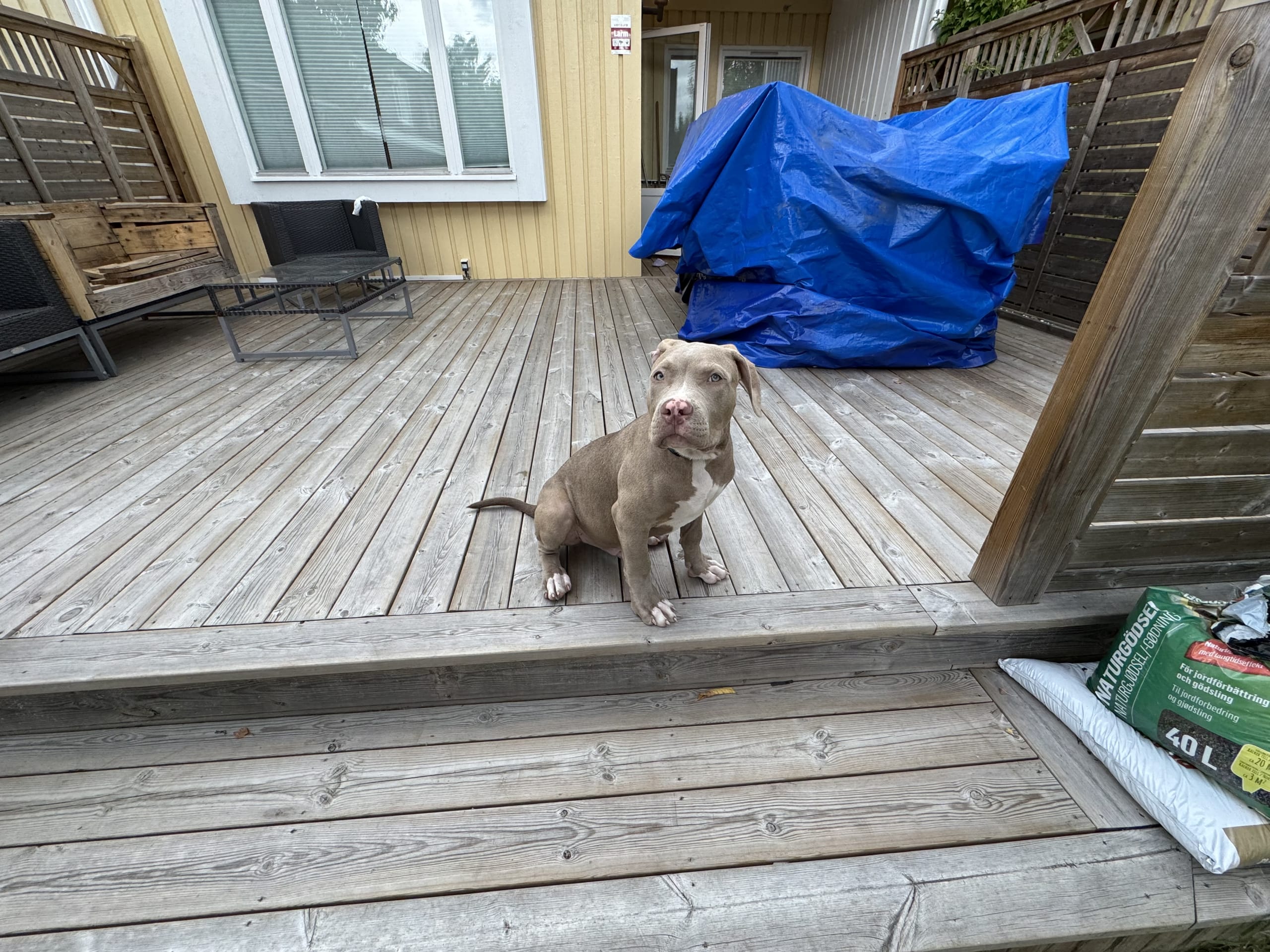 American Bully · Hässelby · Rasan A.