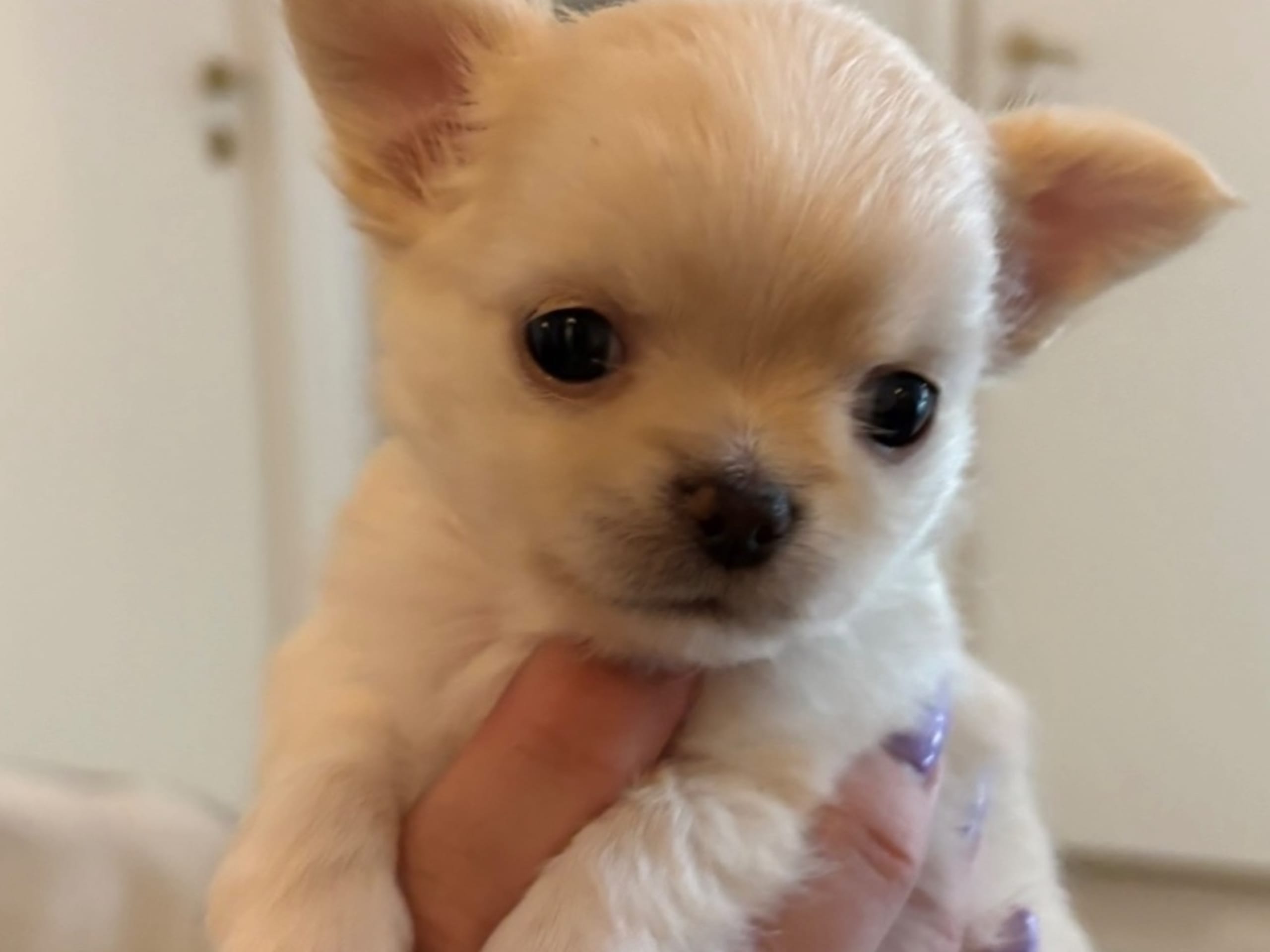 Chihuahua · Solna · Linda Åberg