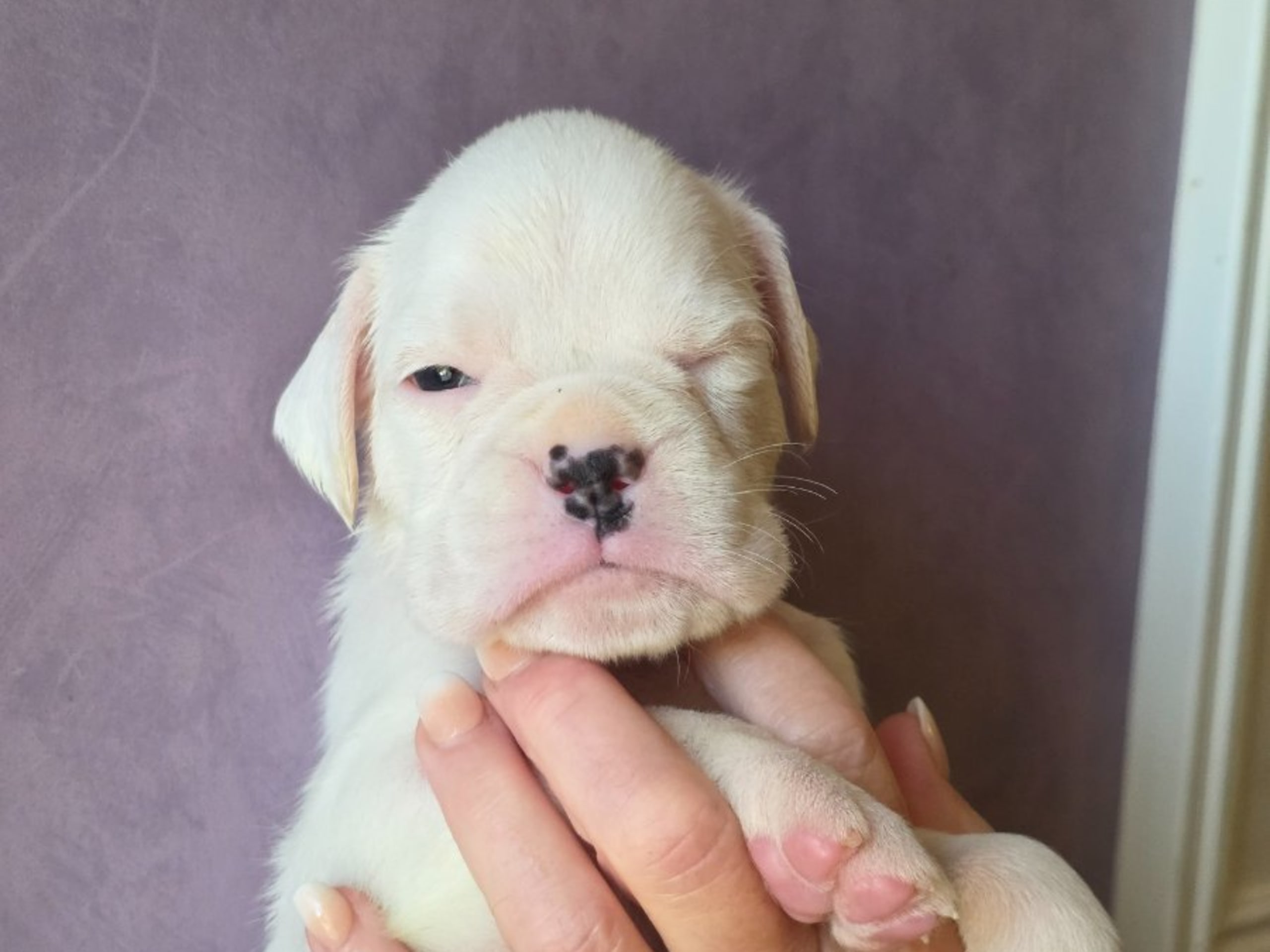 Boxer
