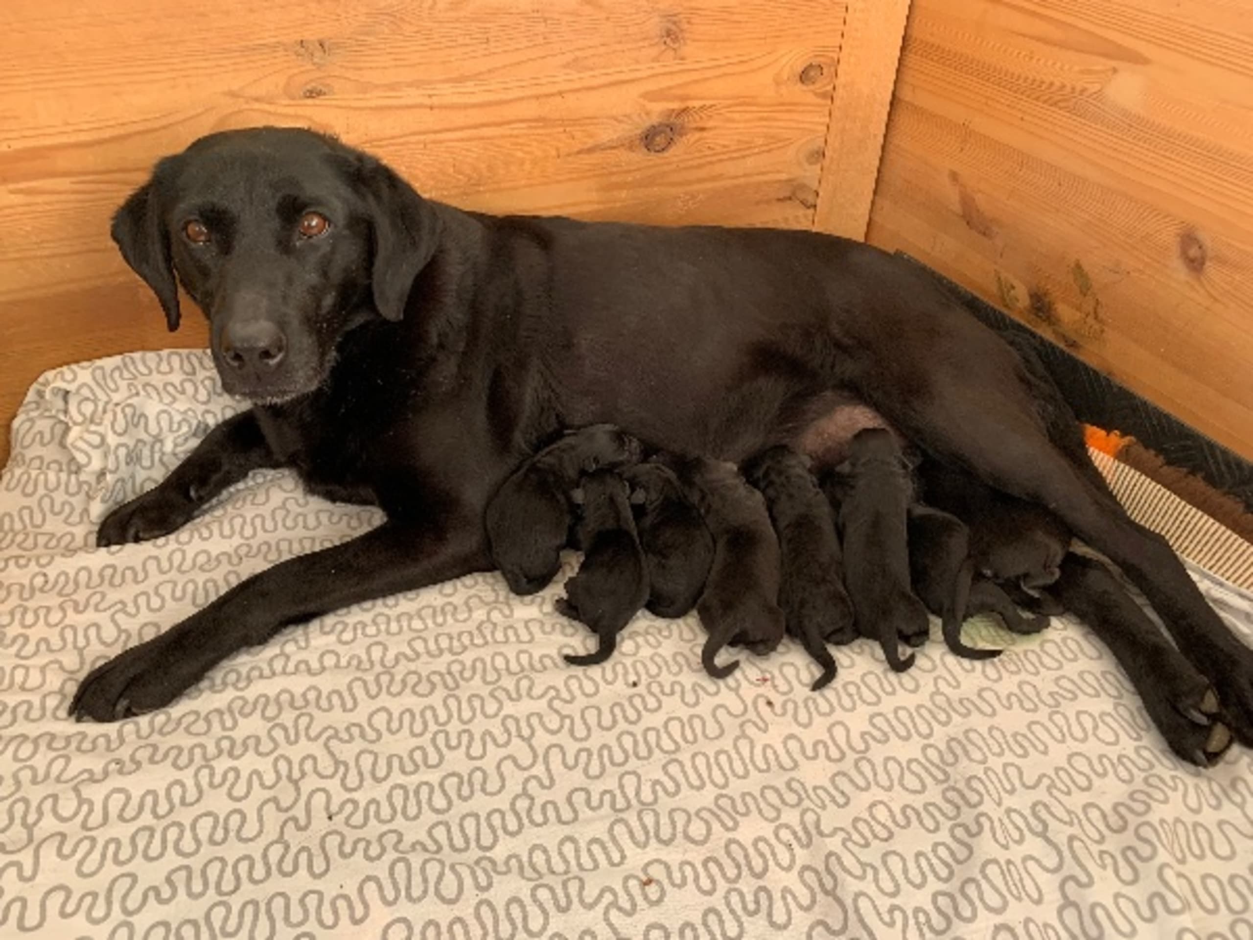 Labrador retriever · Romelanda · Caloans