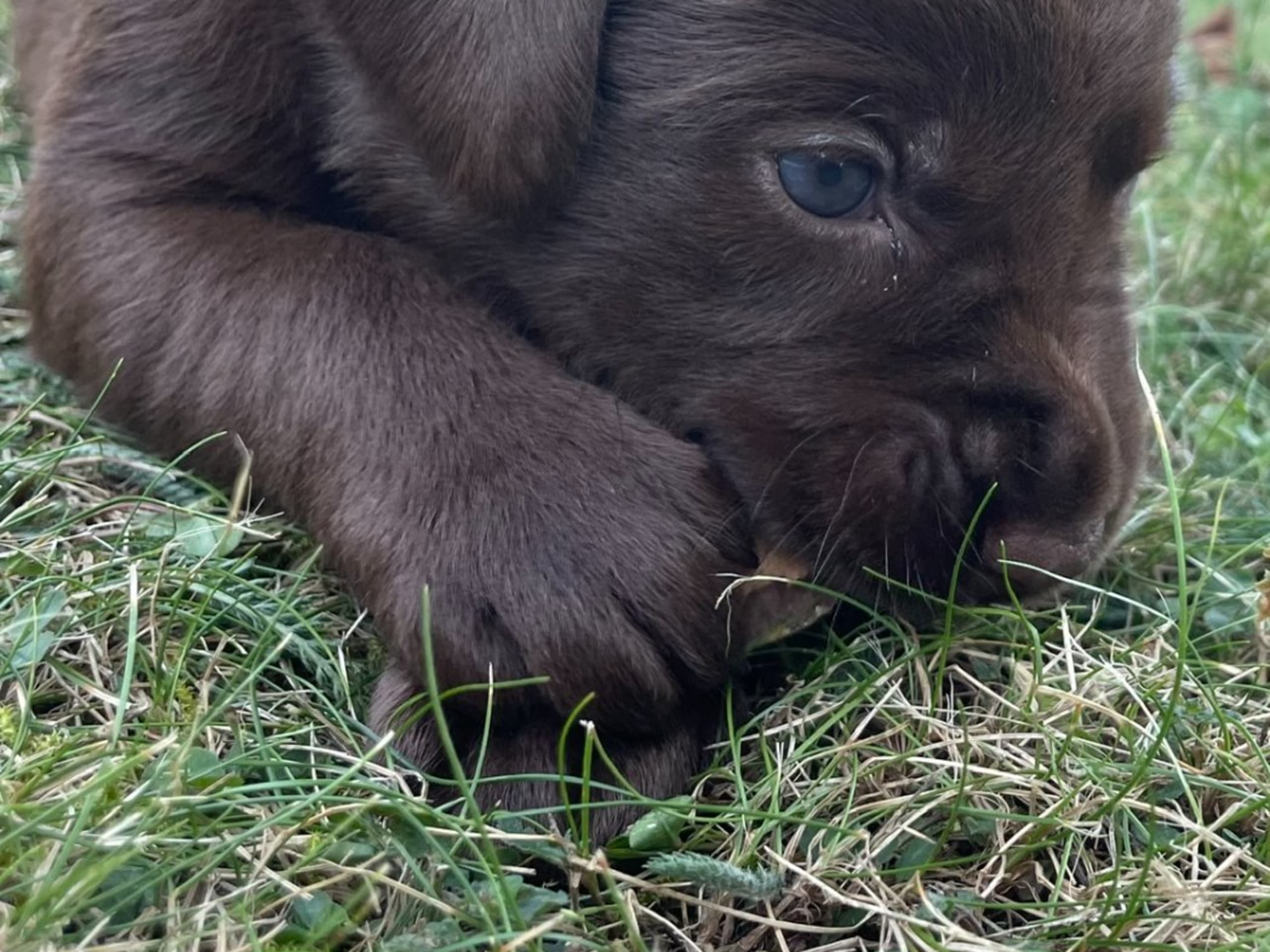 Labrador retriever · Örsundsbro · Storåns kennel