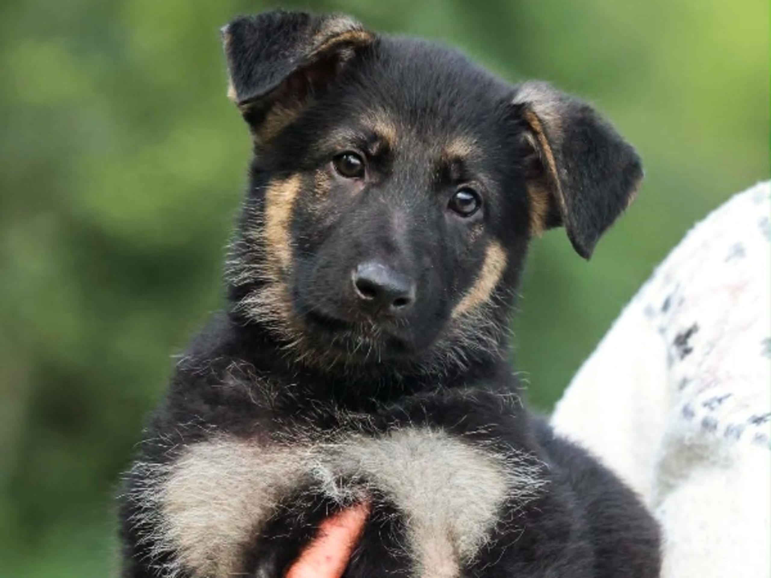 Schäferhund