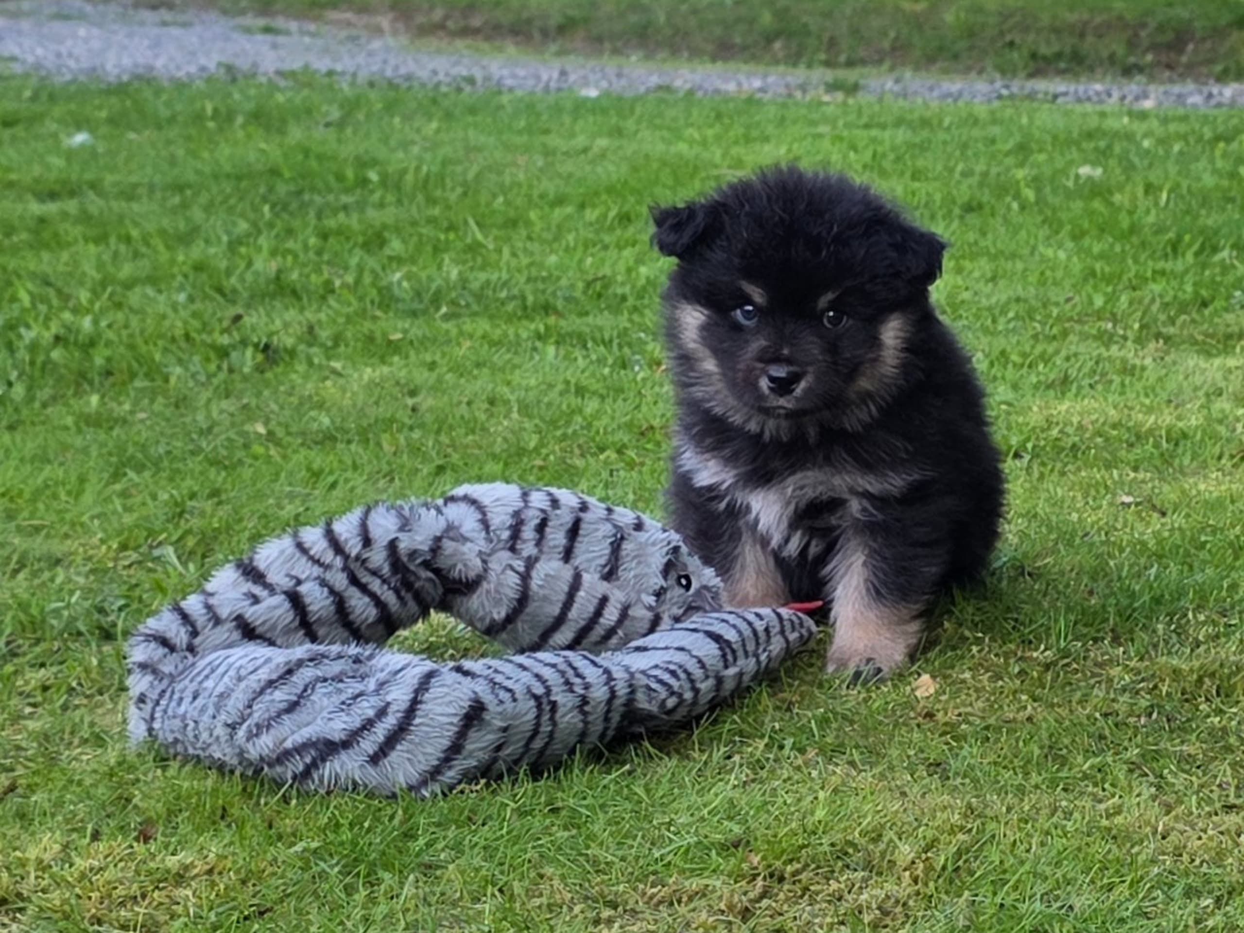 Finnish Lapphund · Kolsva · Brickebos