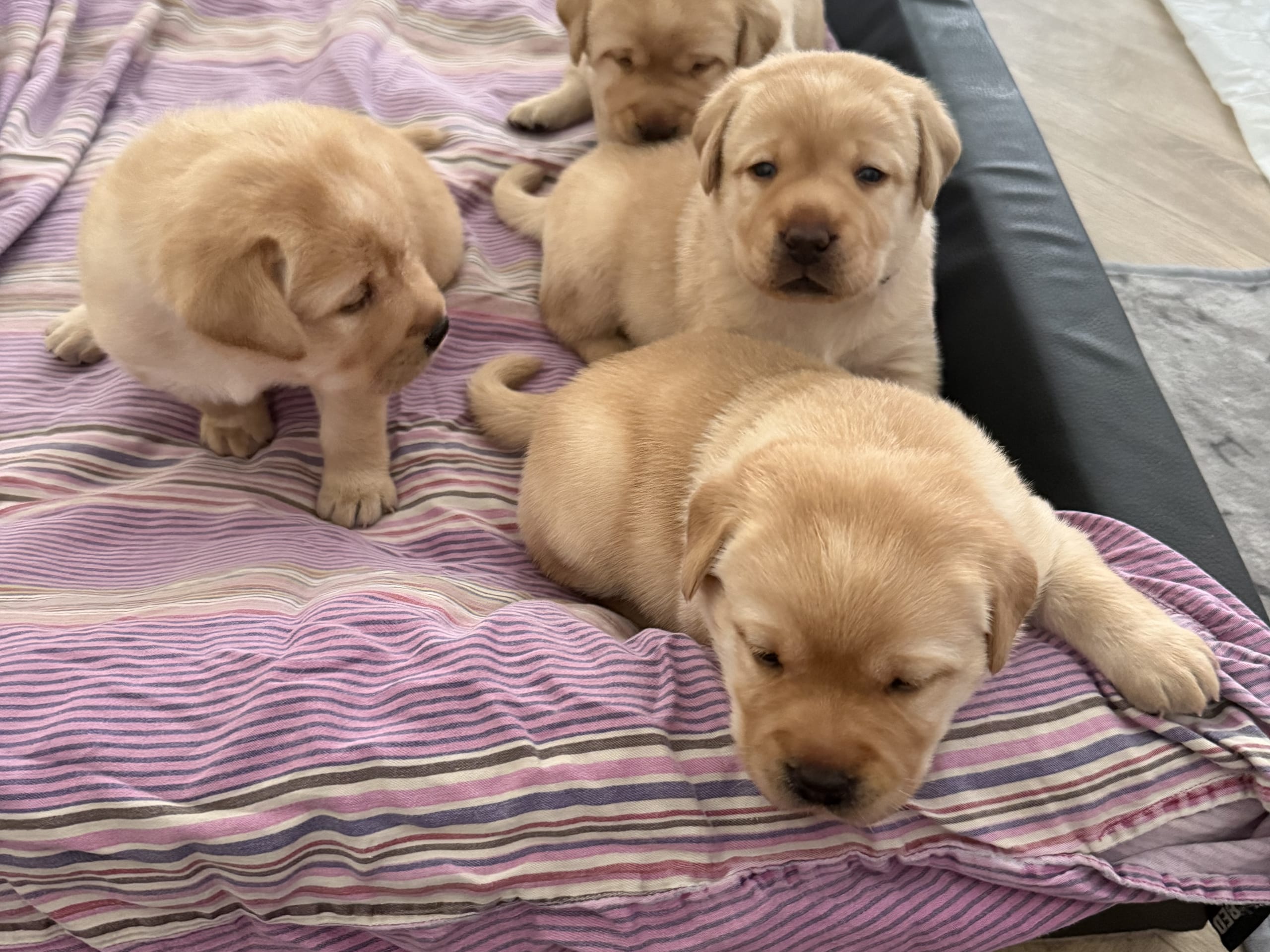 Labrador Retriever · Svärtinge · Blankgölens kennel