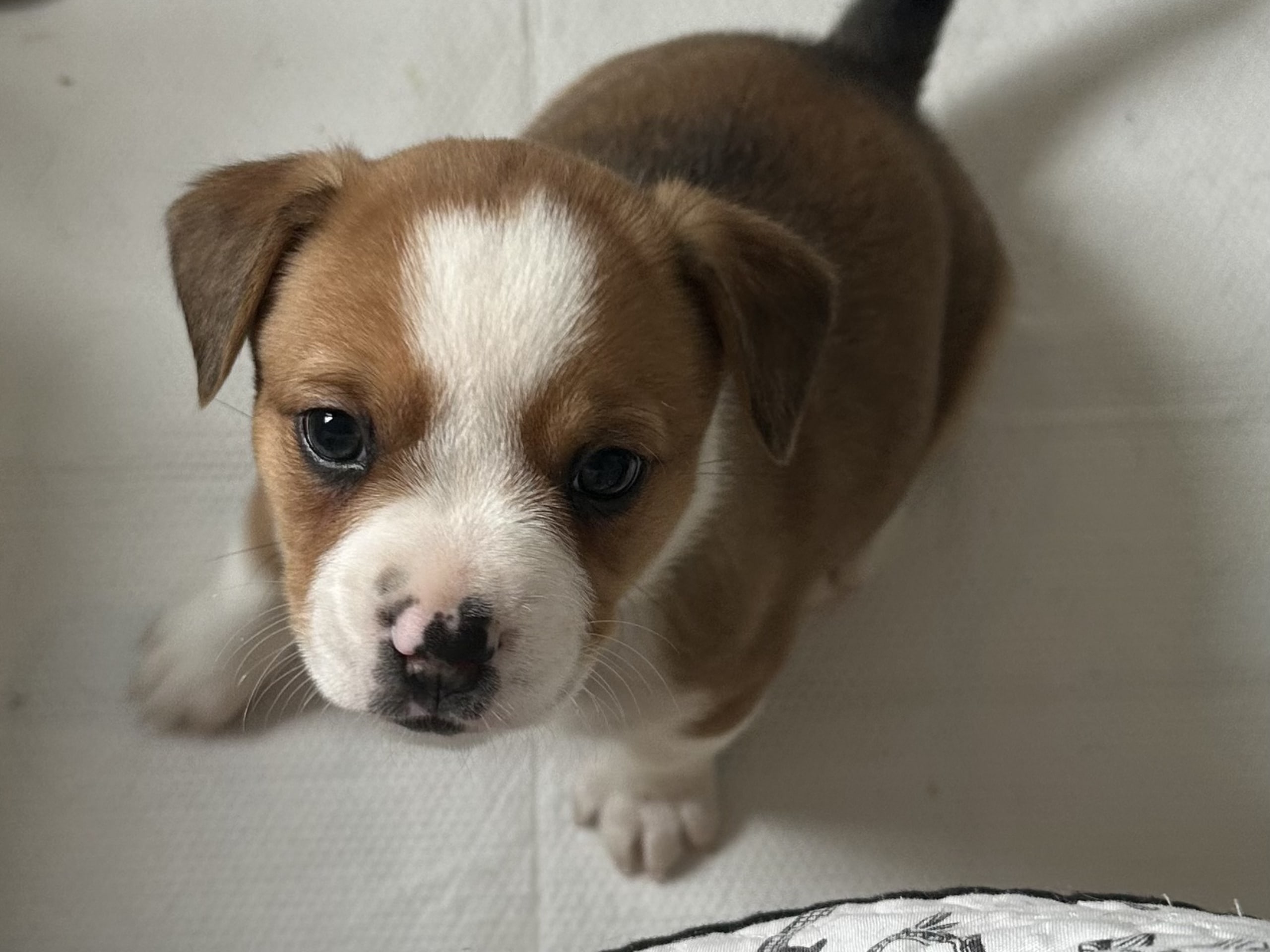 Fransk bulldog och Australiensisk Sheperd · Karlstad · Mia A.