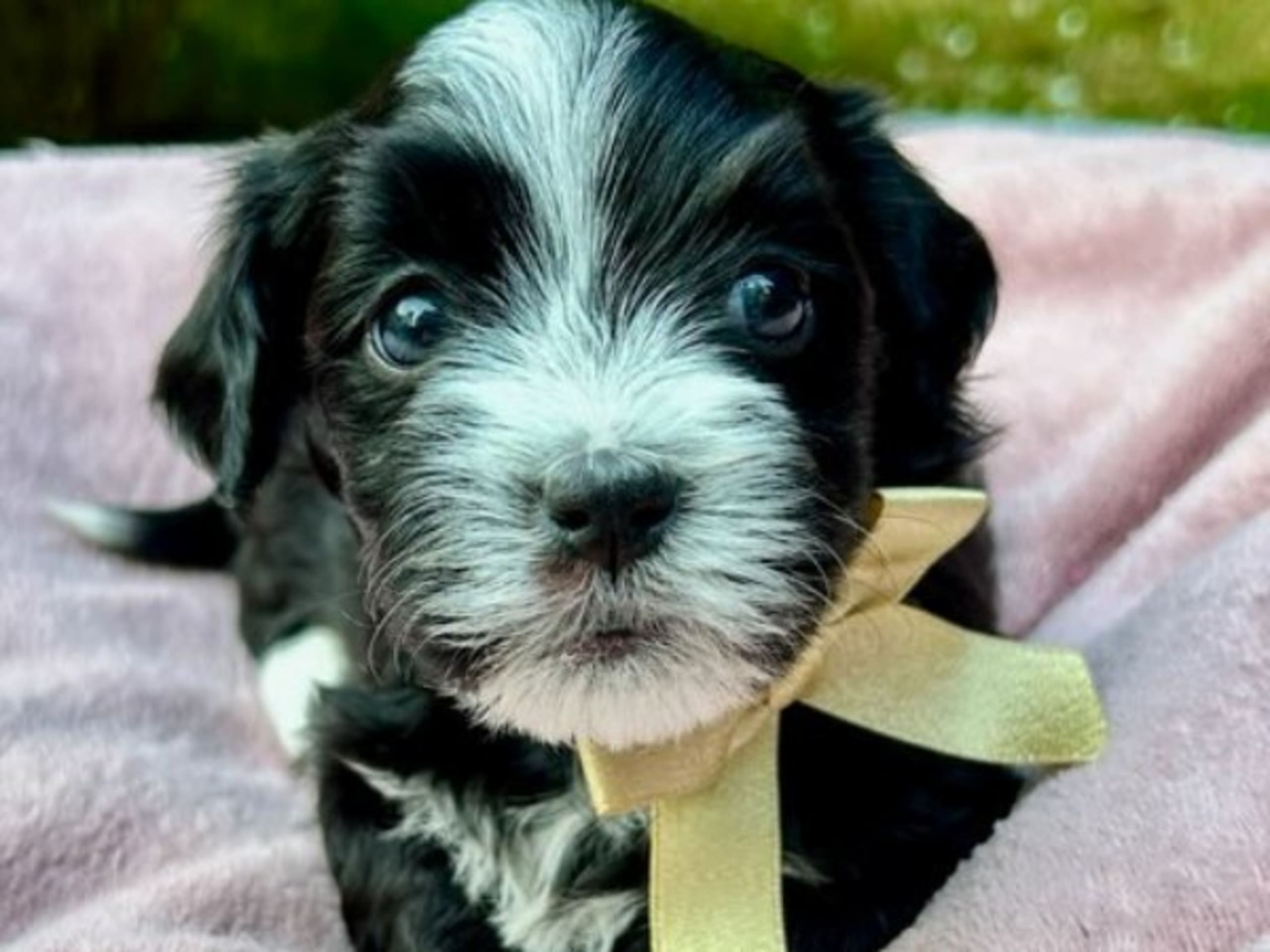 Bichon havanais · Veberöd · Hedbergs Härliga