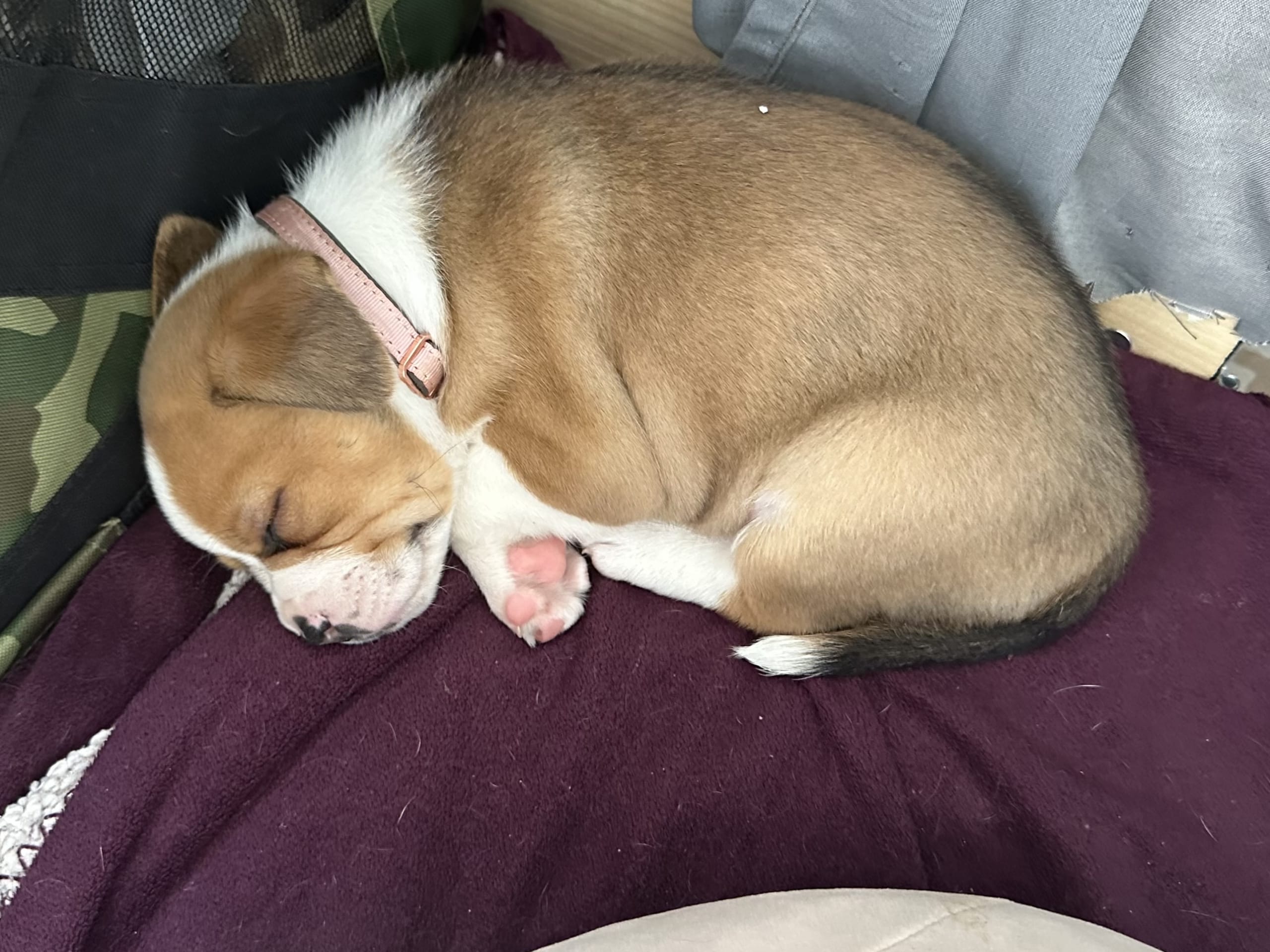 Fransk bulldog och Australiensisk Sheperd · Karlstad · Mia A.