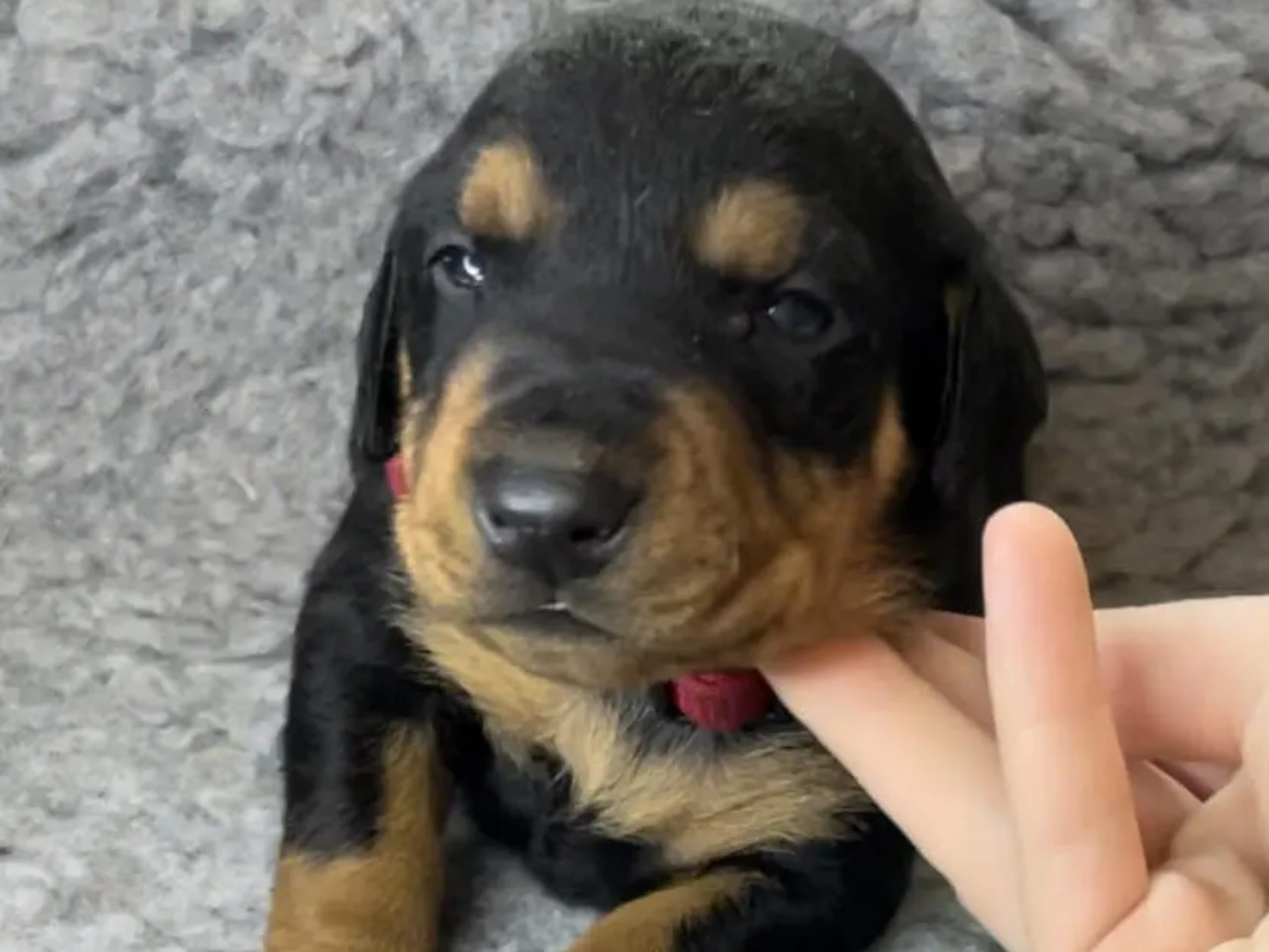 Pinscher · Kjeller · Akstaria