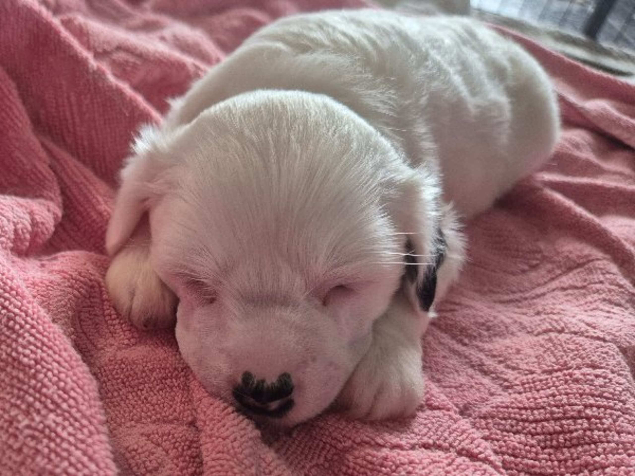 Chinese Crested Dog · Aneby · Sagolis