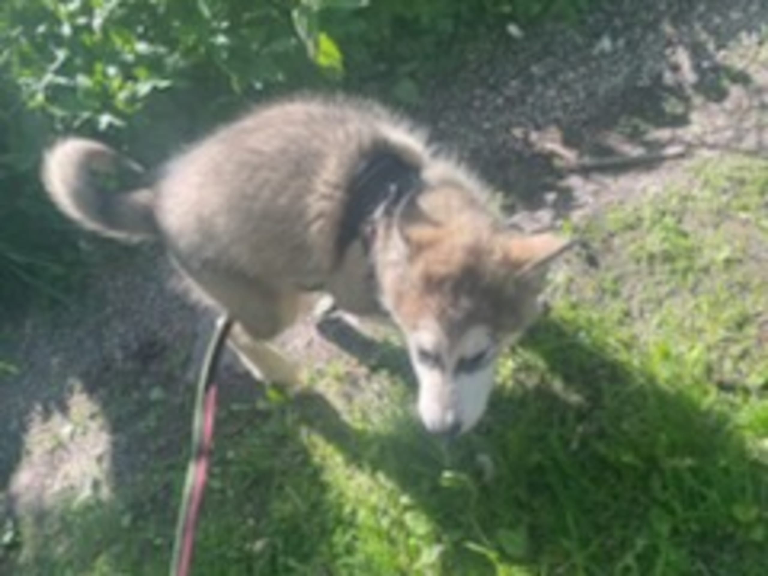 Alaskan Malamute · Ankarsvik · Alaska malamute