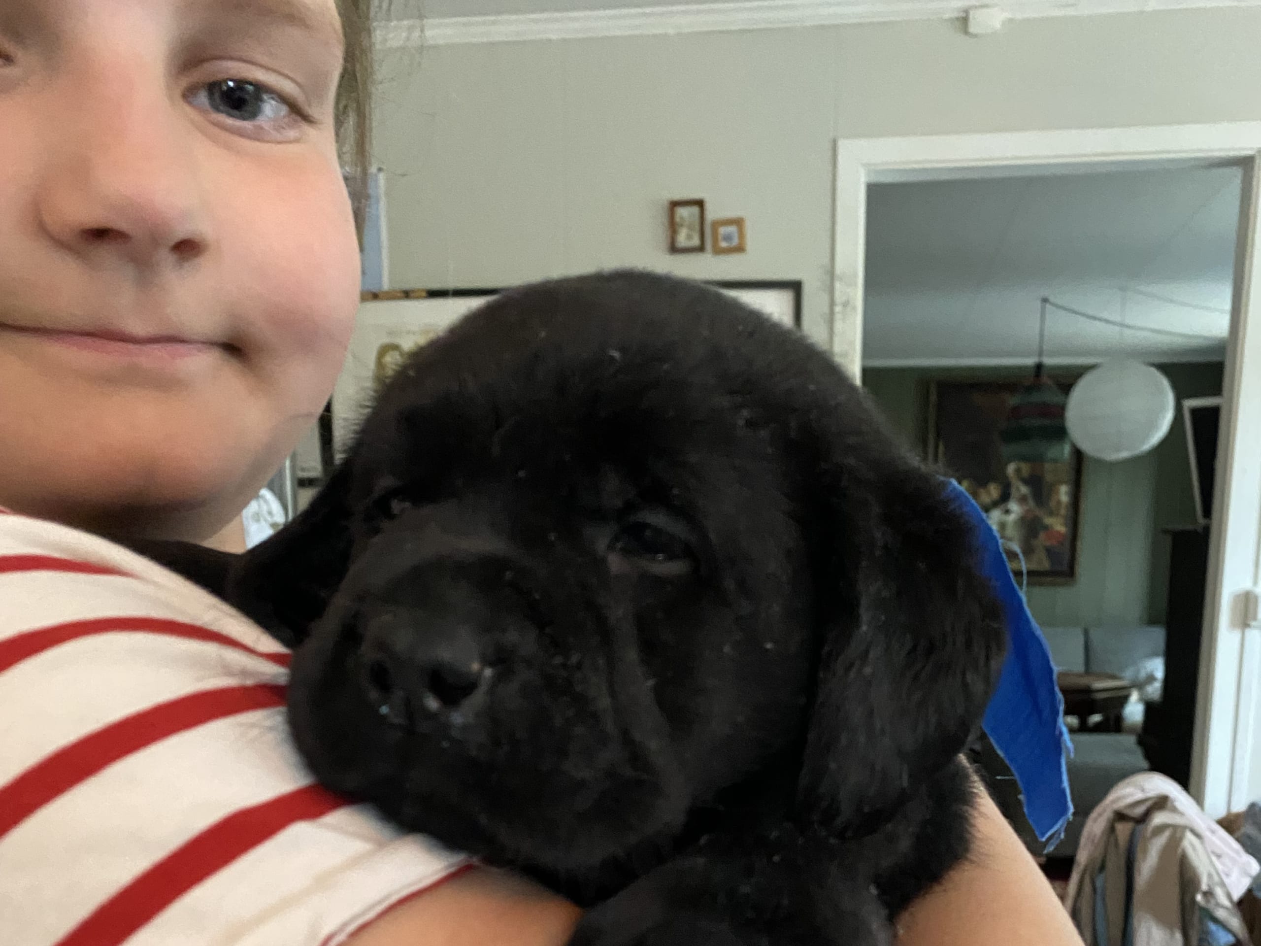 Labrador Retriever · Svorkmo · Lyonette