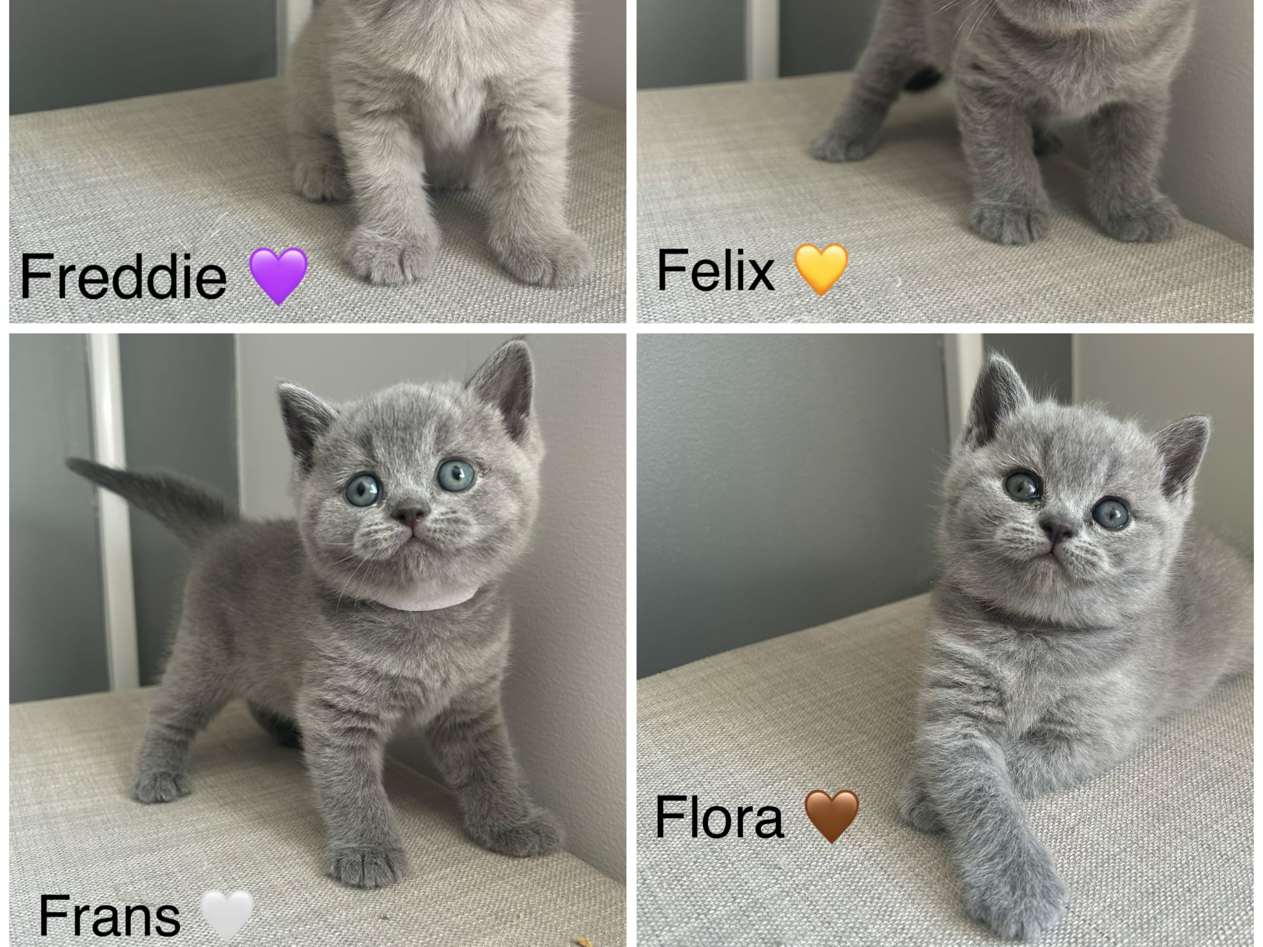 Britisk korthår · Spånga · SE* Paws of mischief’s