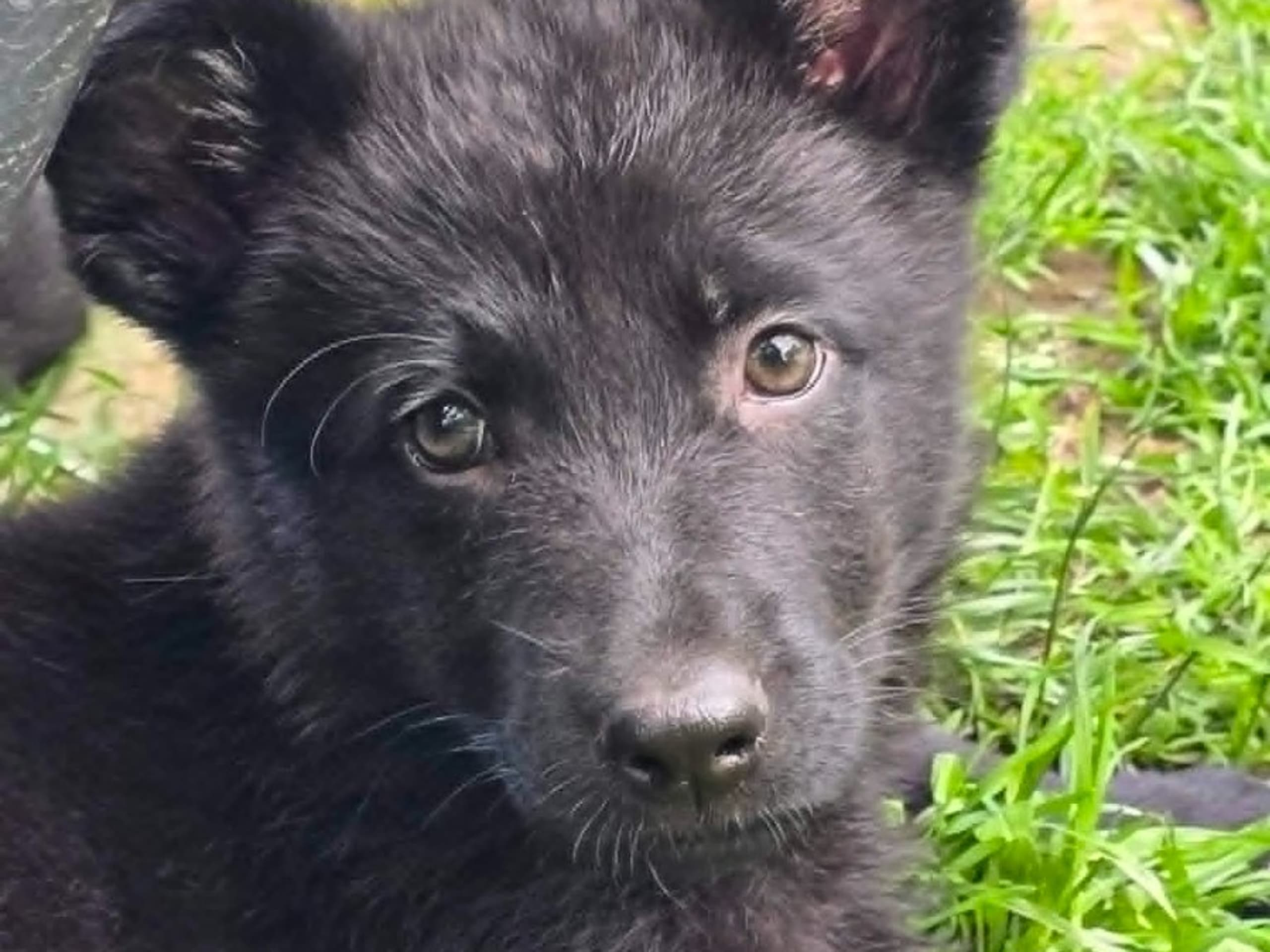 Schäferhund
