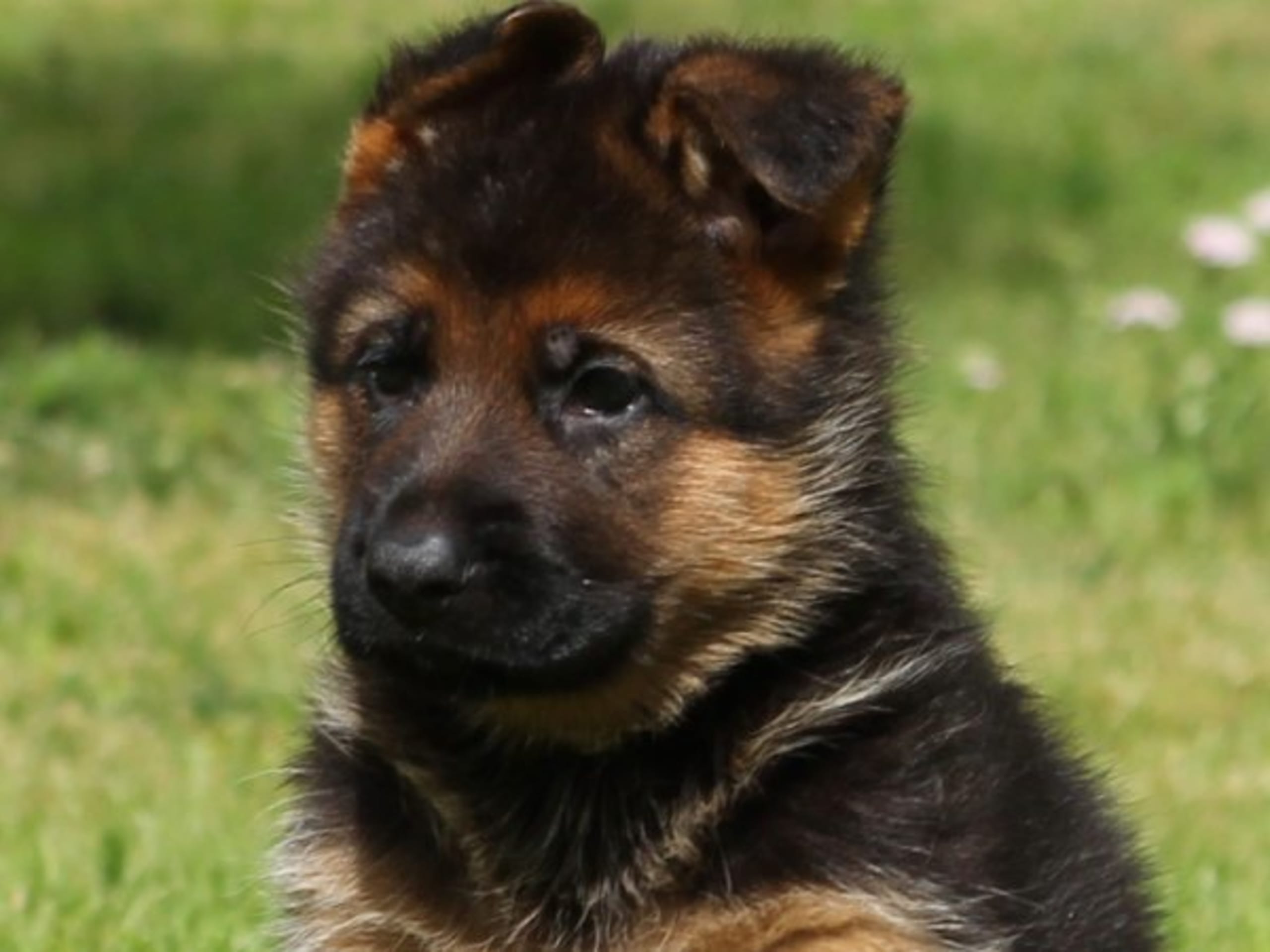 Schæferhund · Töreboda · Crestline's