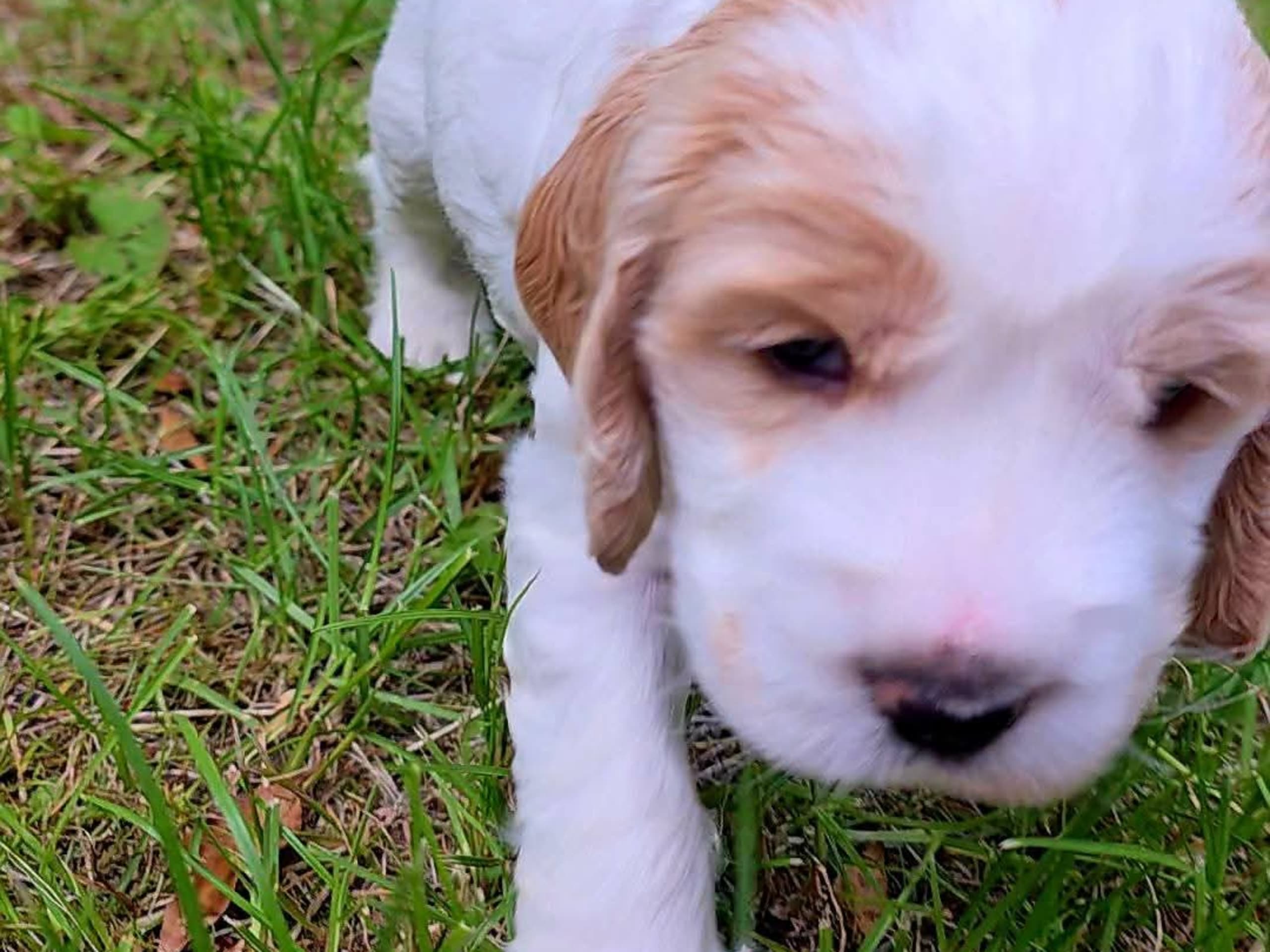 Cocker spaniel