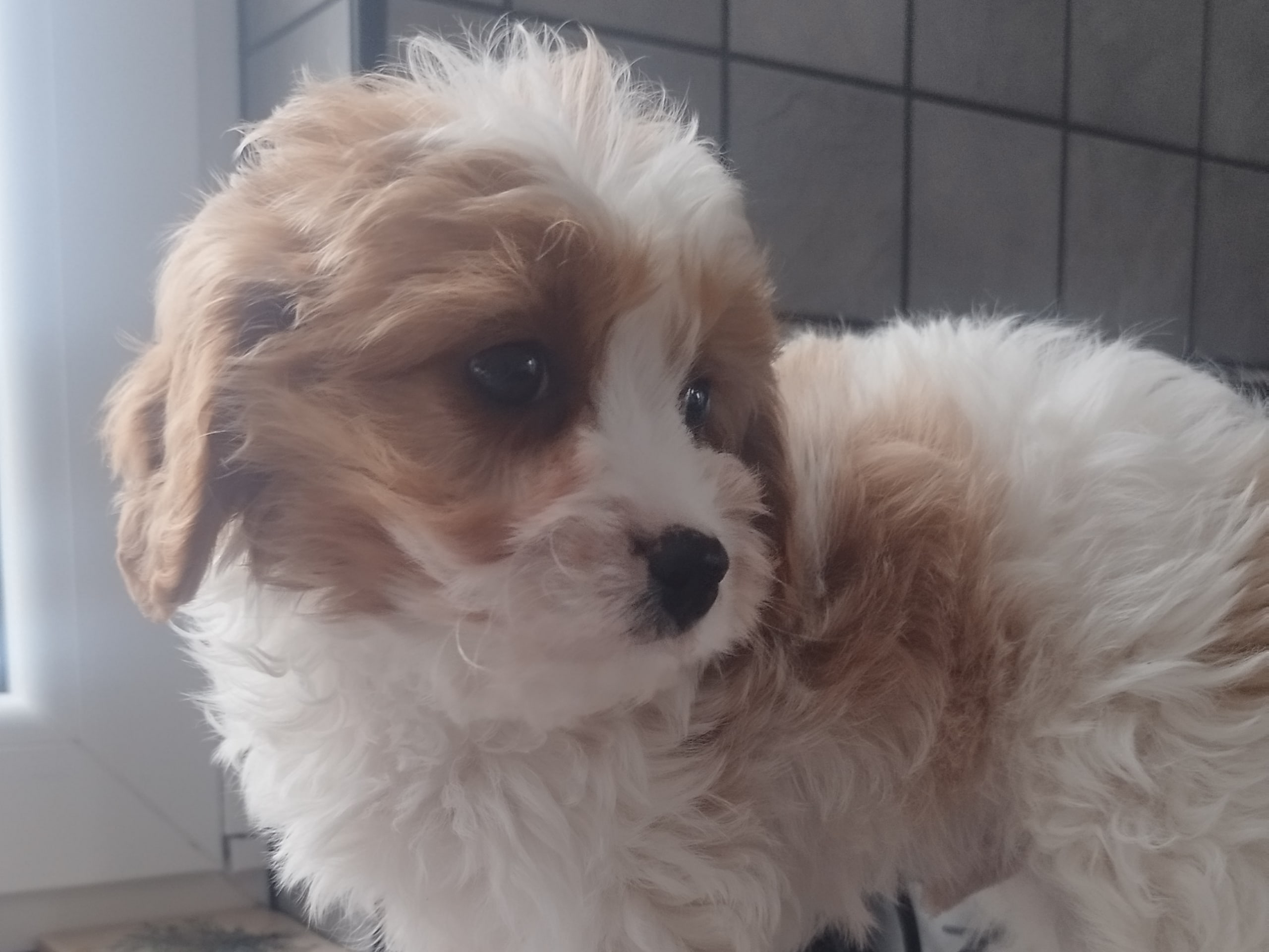 Hjortkvarns Cavapoo