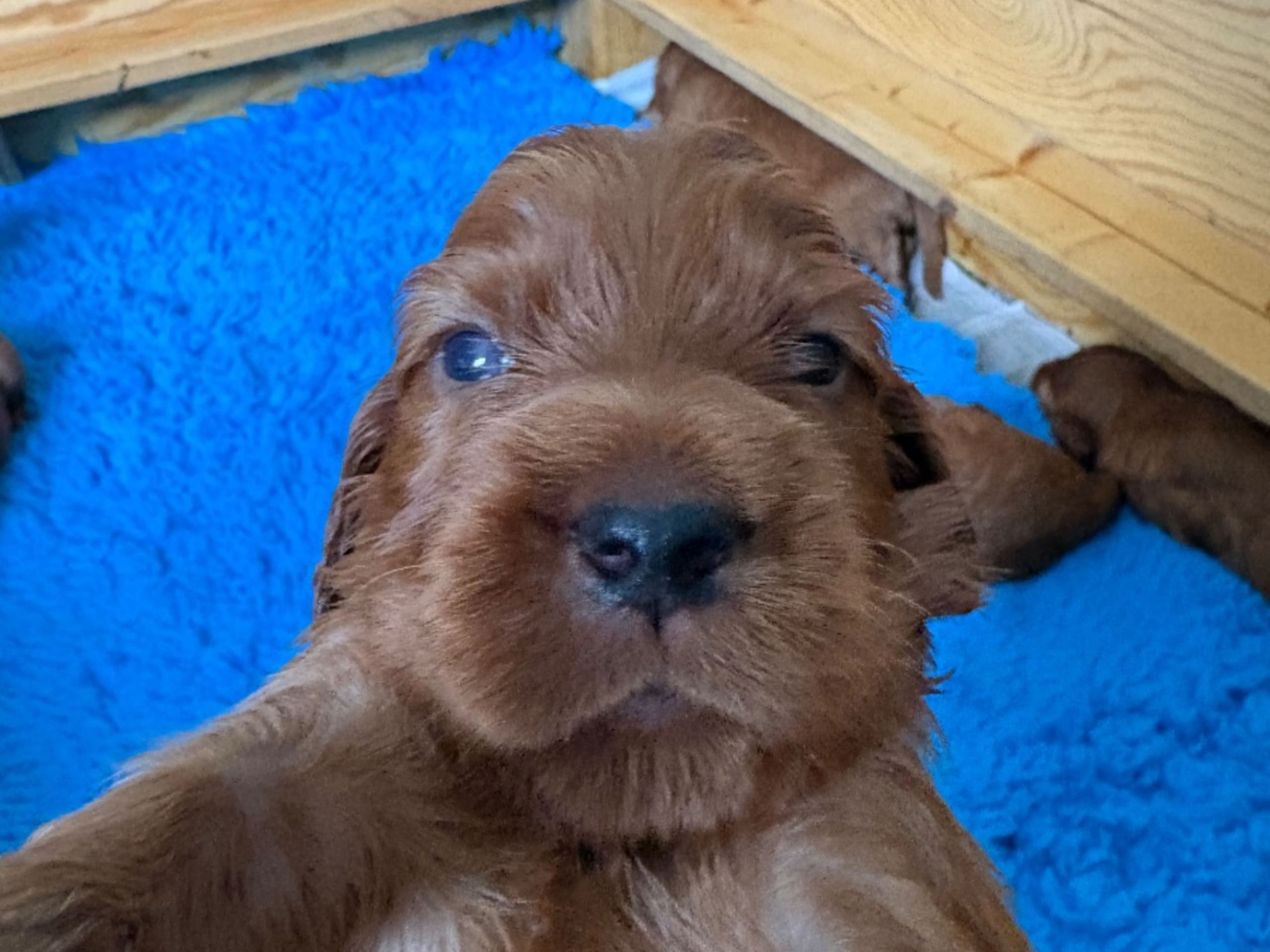 Irish Setter · Västerås · Caemgen s