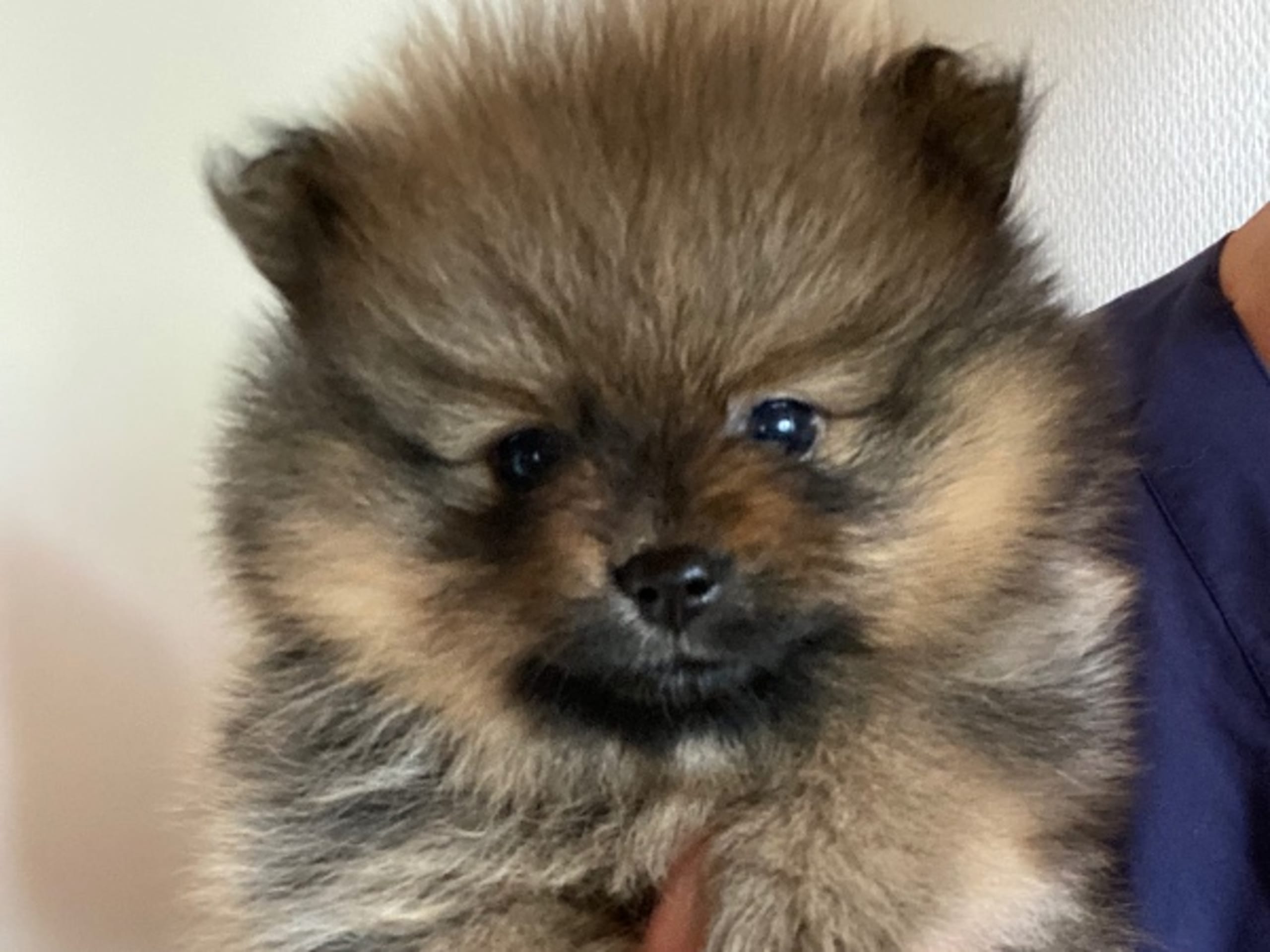 Pomeranian