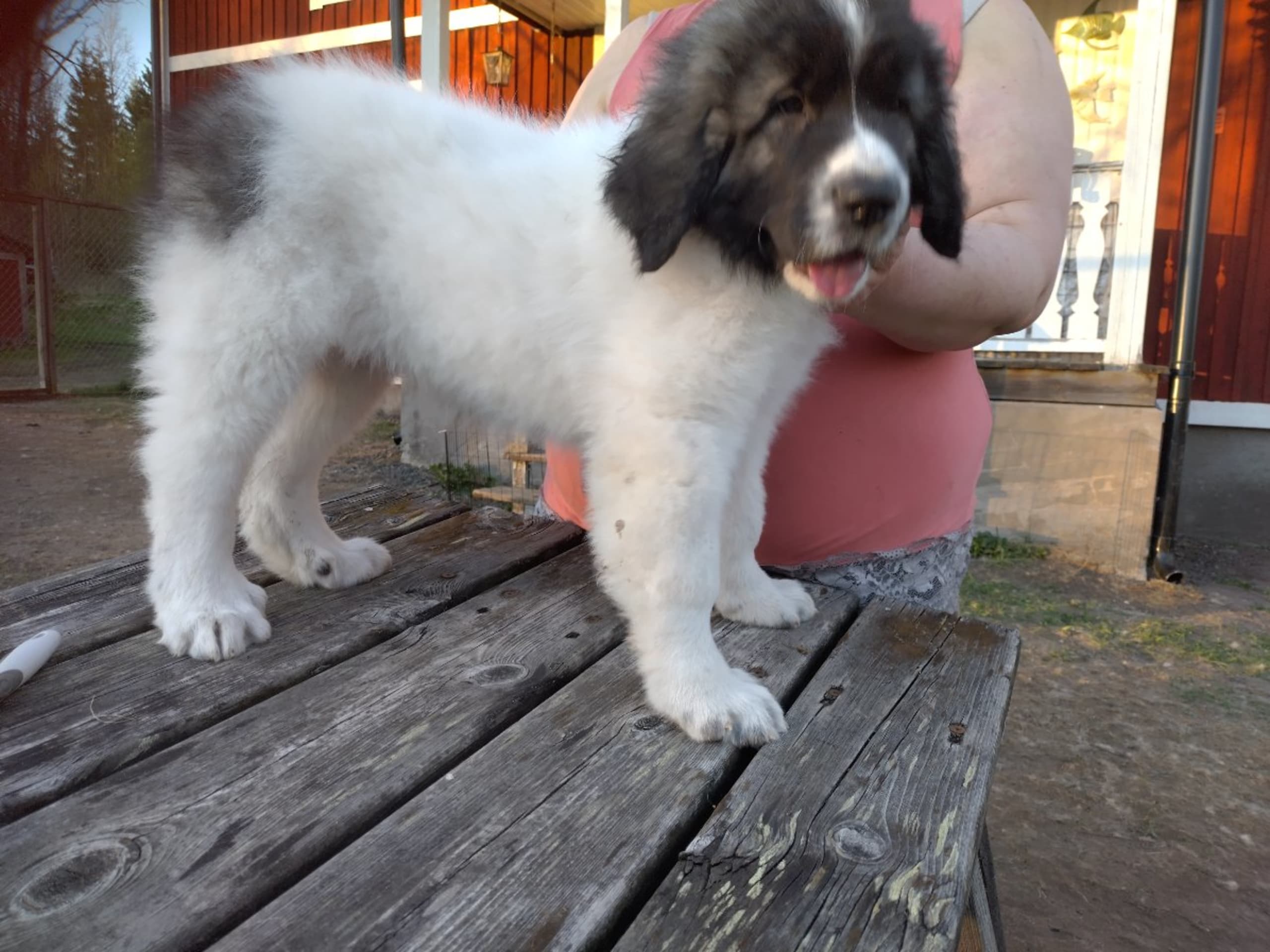 Pyrenean Mastiff · Grängesberg · Dulanilo's
