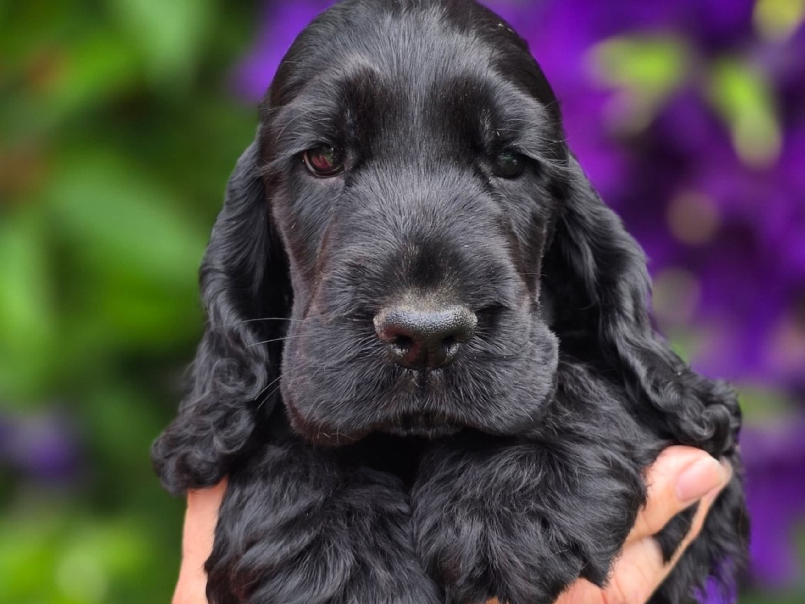 Cocker spaniel · Vikbolandet · Liljeblomman's Kennel