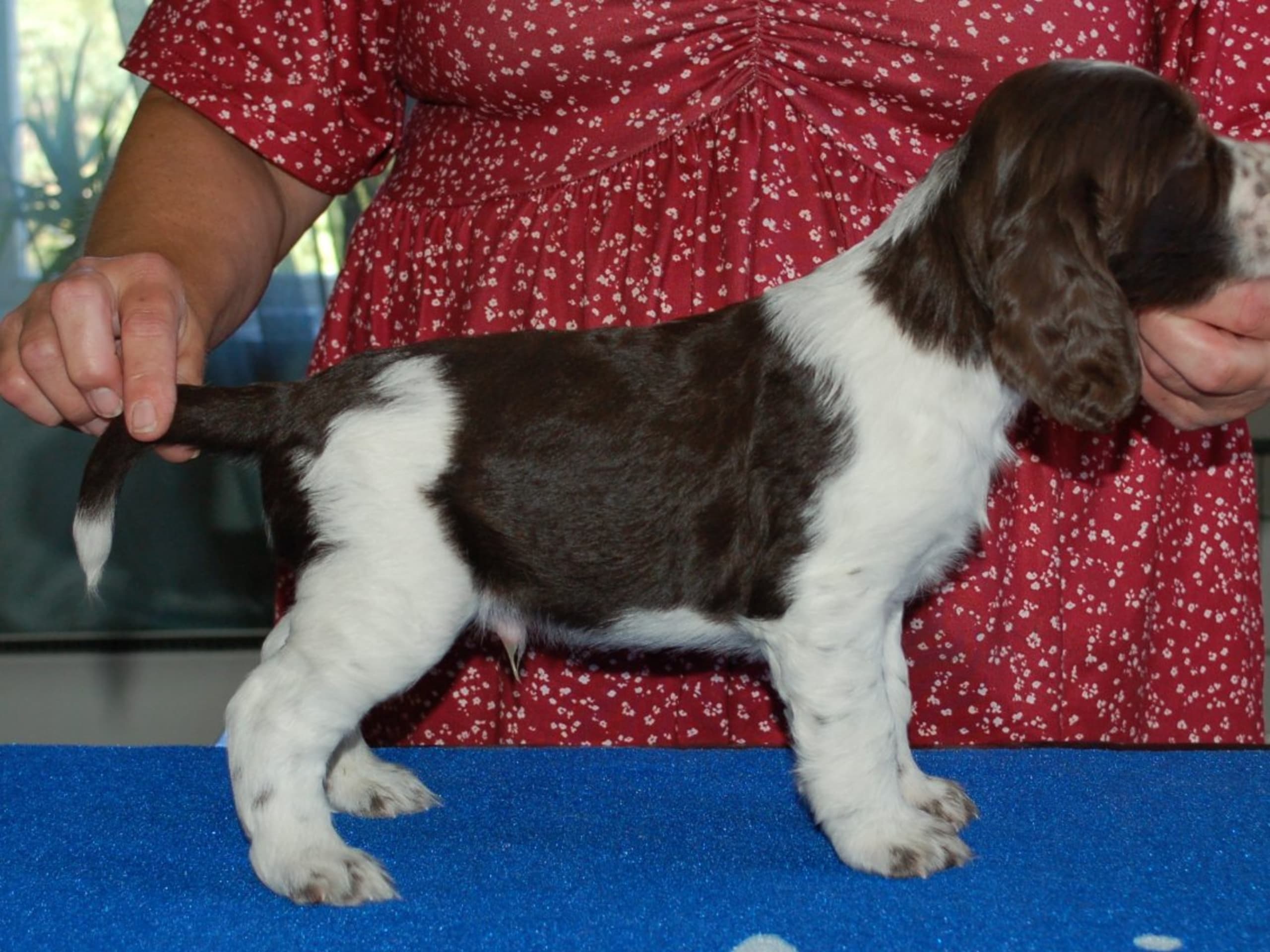 Engelsk springer spaniel · Mellerud · Ripplings
