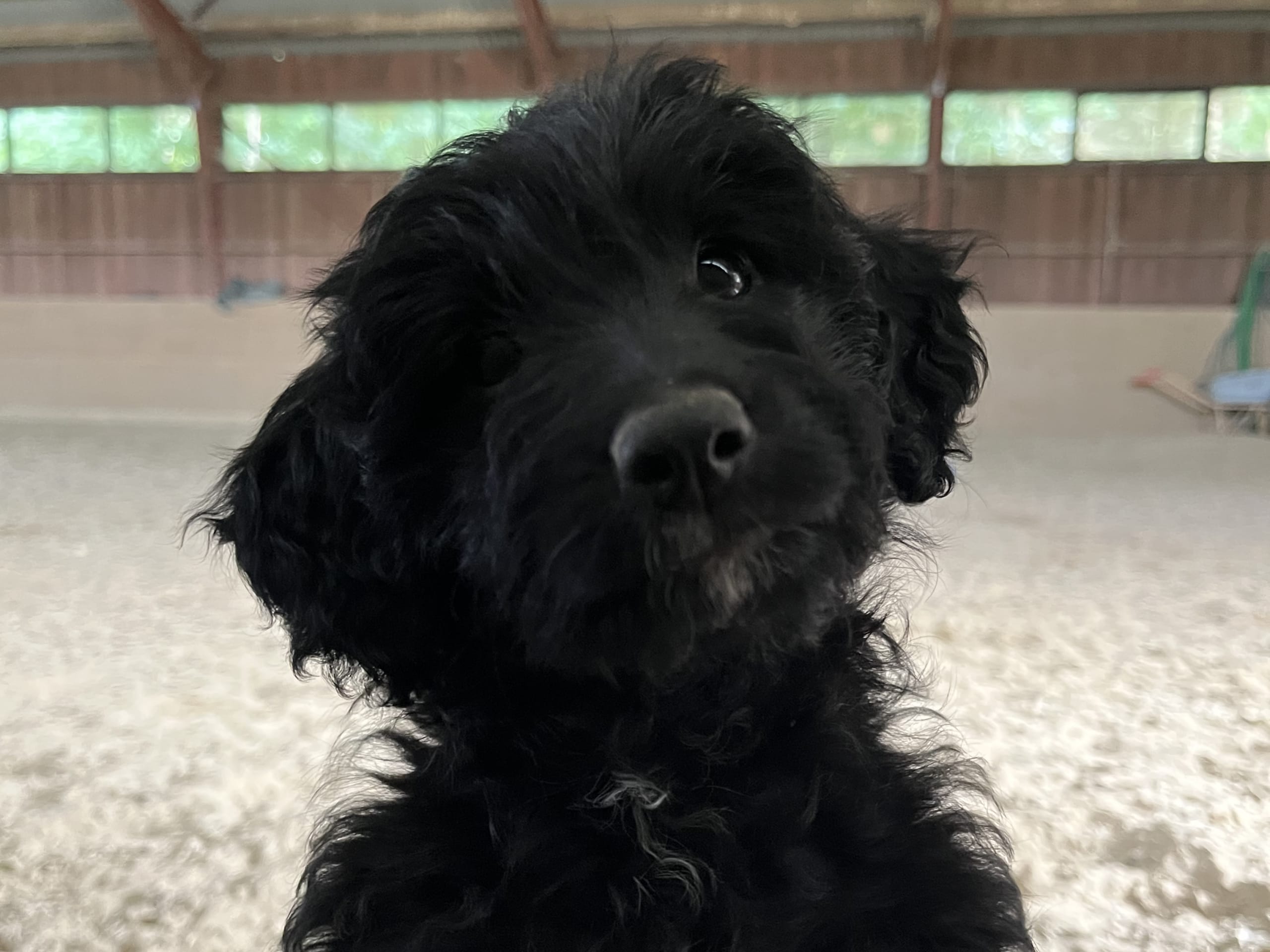 Aussiedoodle · Fredericia · Overgaards hvalpe