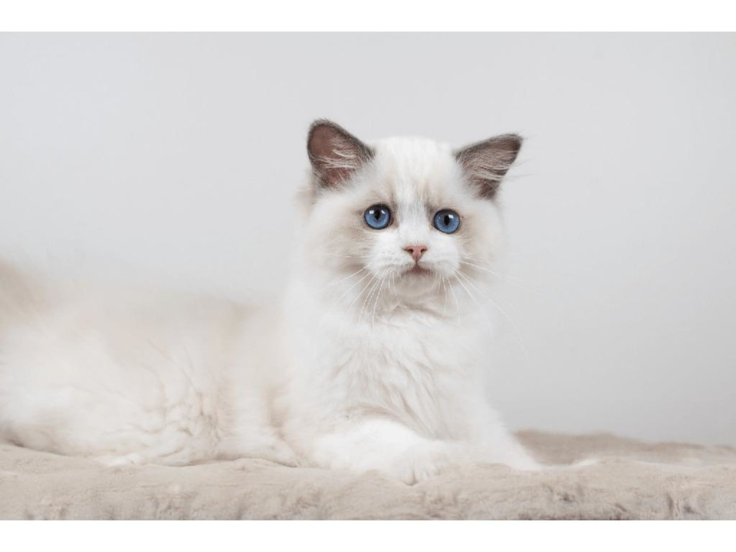 Ragdoll · Färjestaden · SE*Lil'Magics