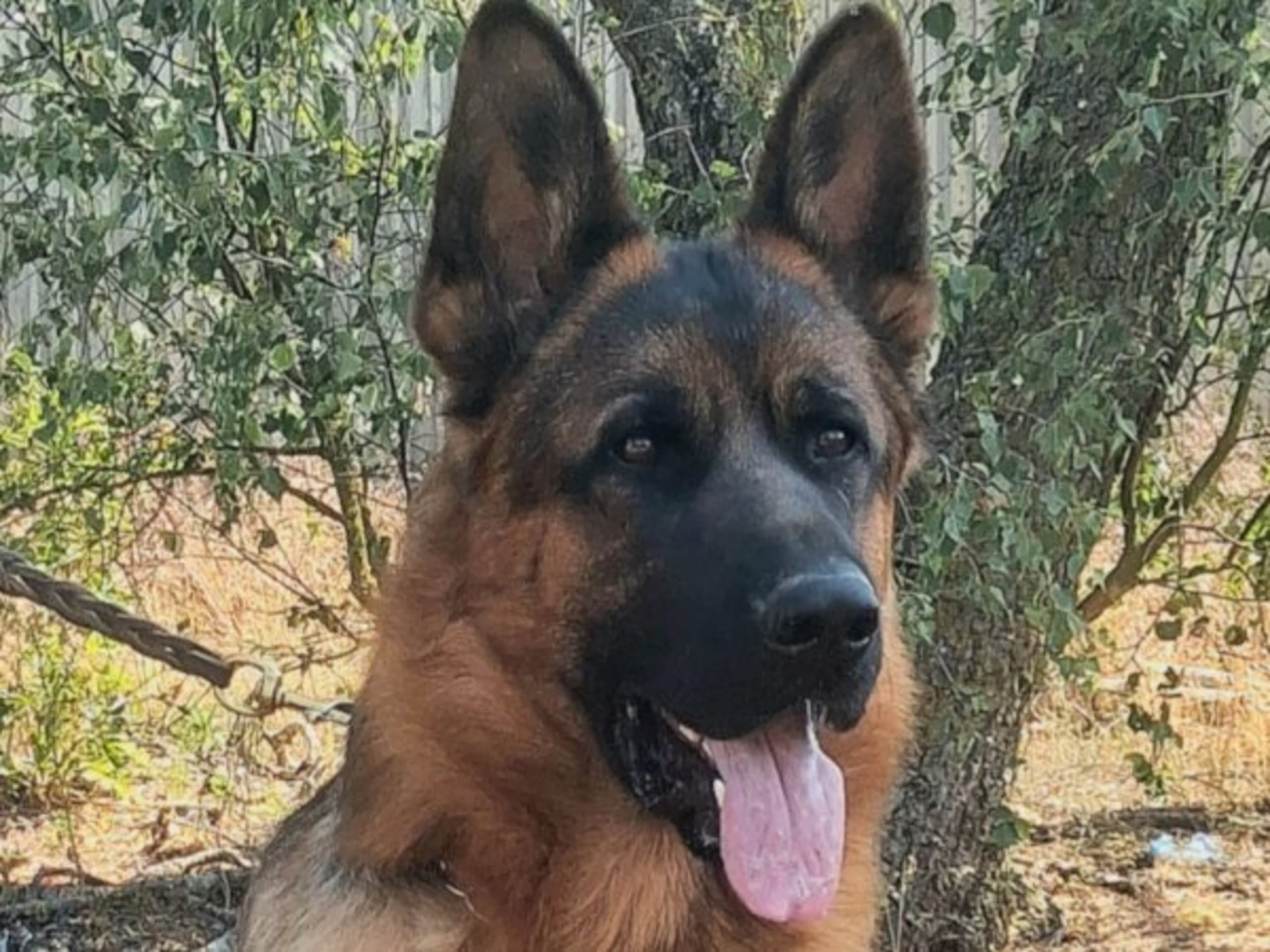 Tysk Schäferhund · Sölvesborg · Ebafarmens