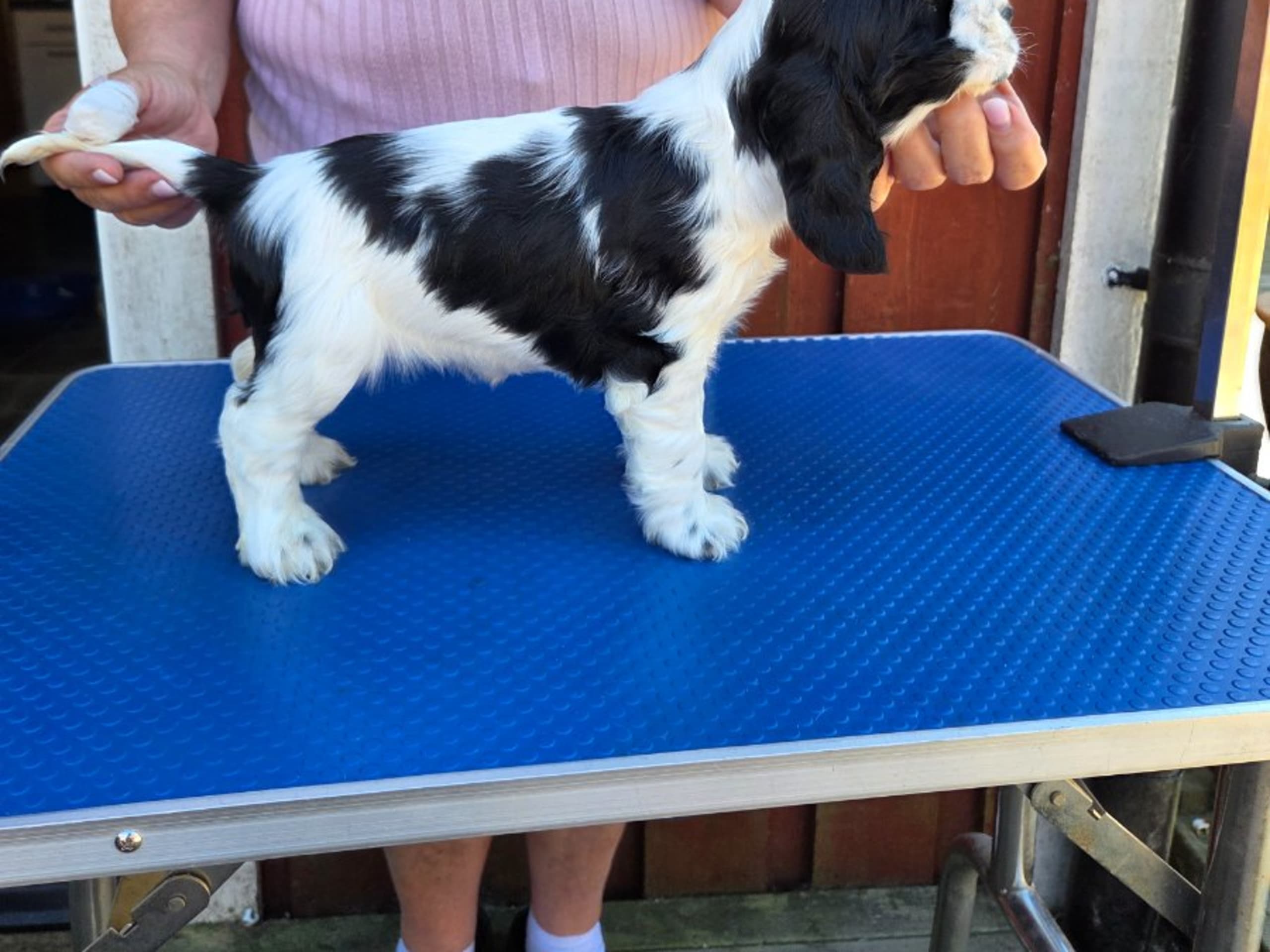 Cocker spaniel · Ösmo · Idunvallens