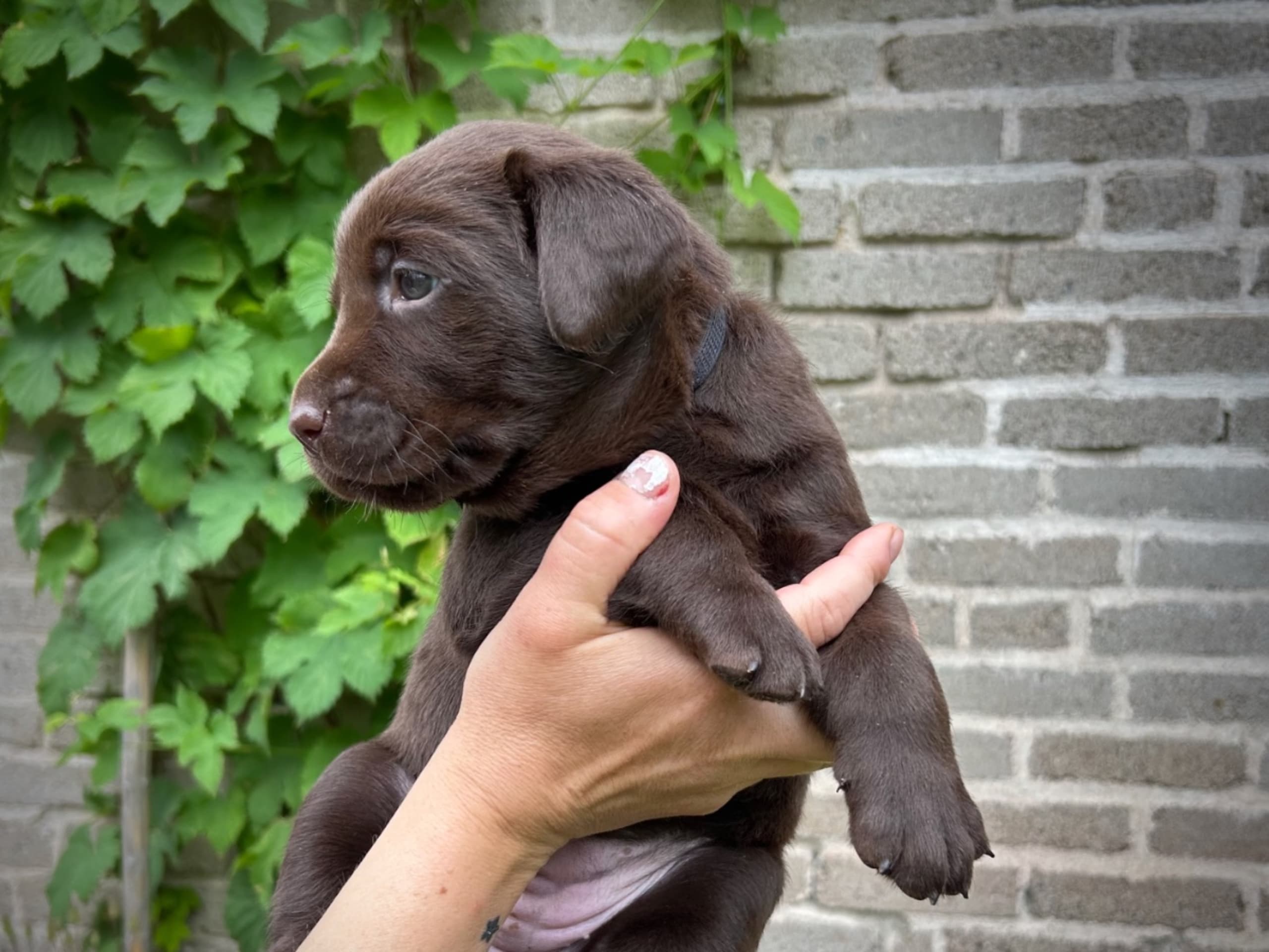 Labrador retriever · Täby · Lisa Lekman