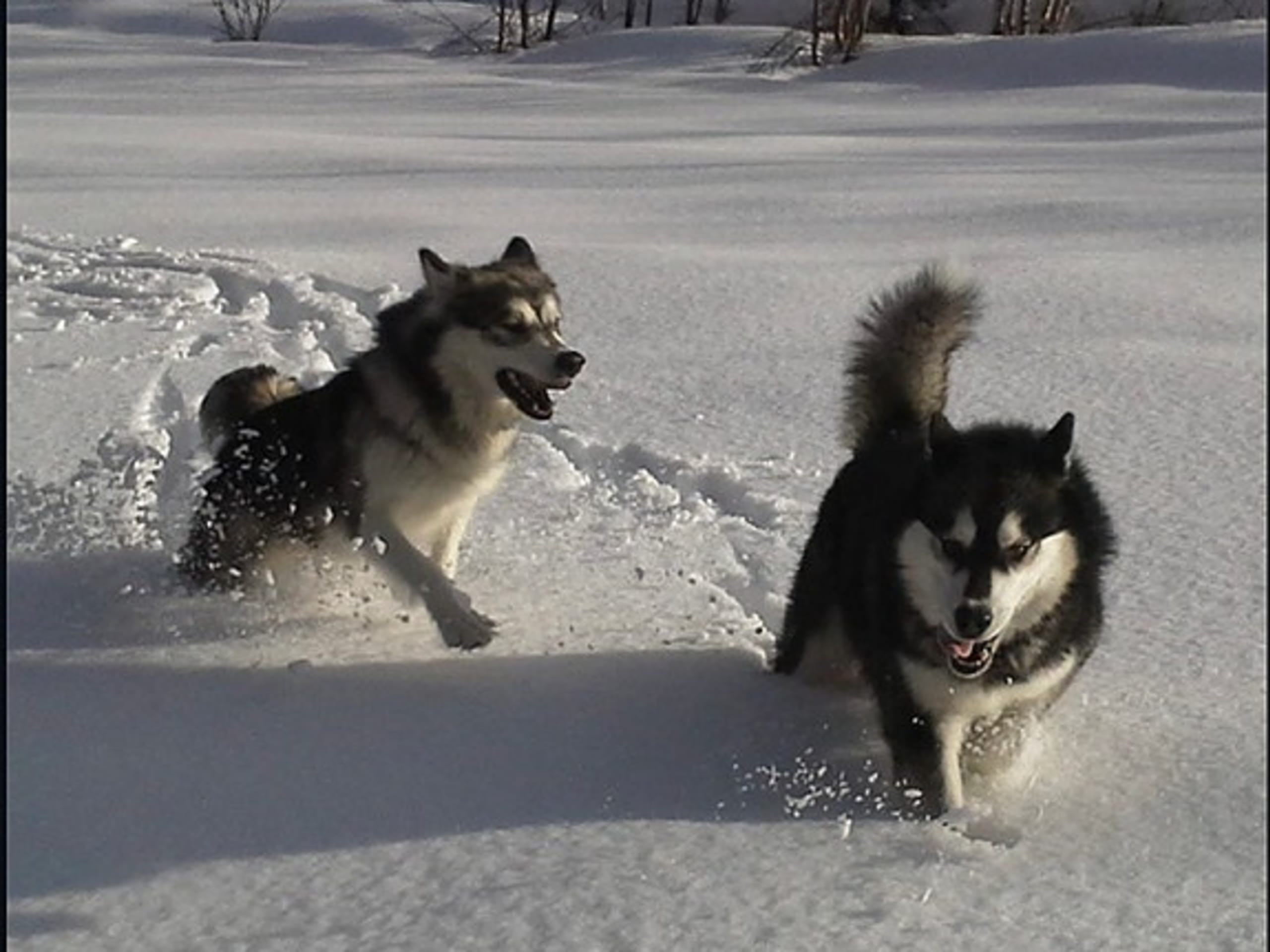 Alaskan malamute · Seljord · Kennel Kitchaq