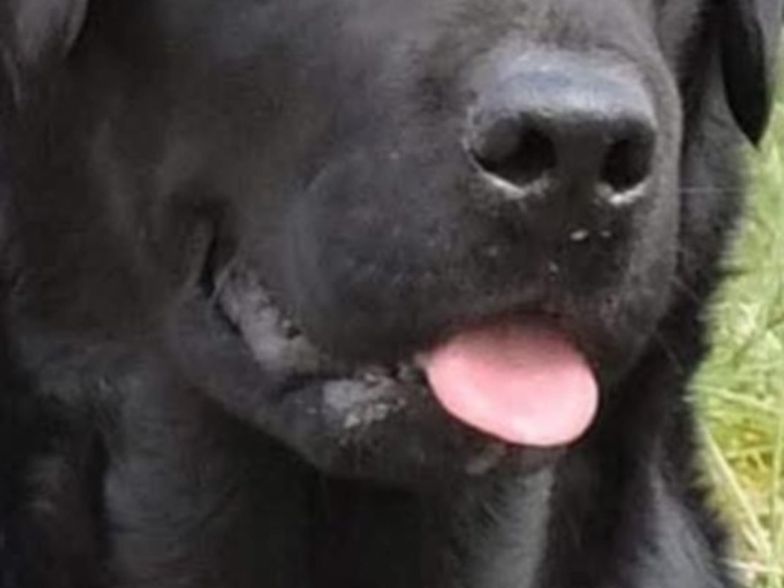 Labrador Retriever · Lövestad · Elimar