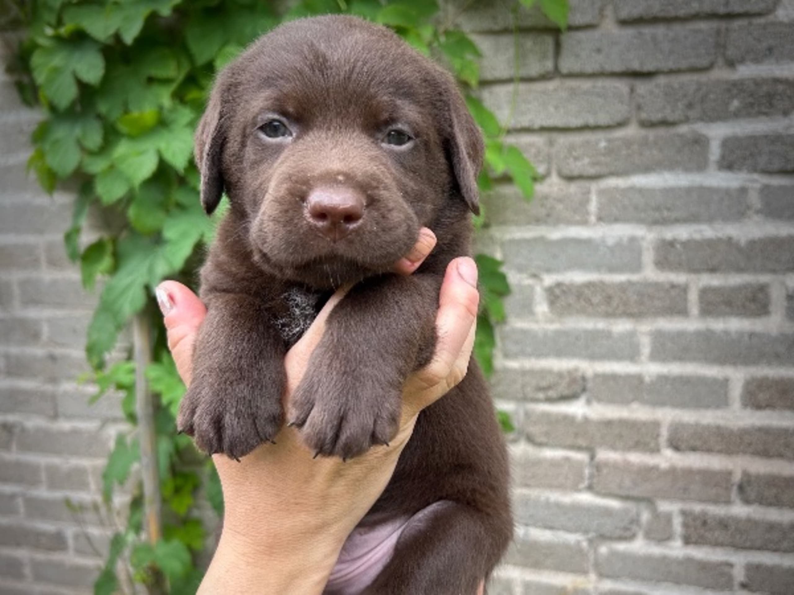 Labrador retriever