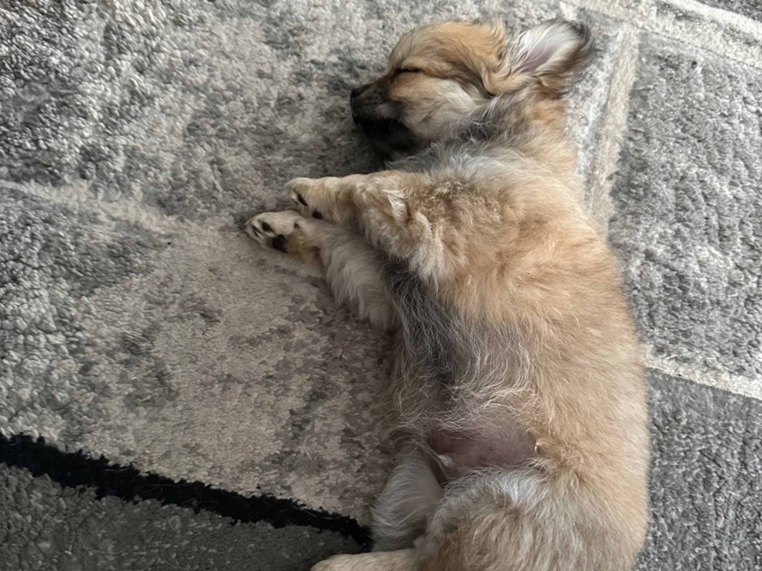 Chihuahua · Landeryd · Mini chipette