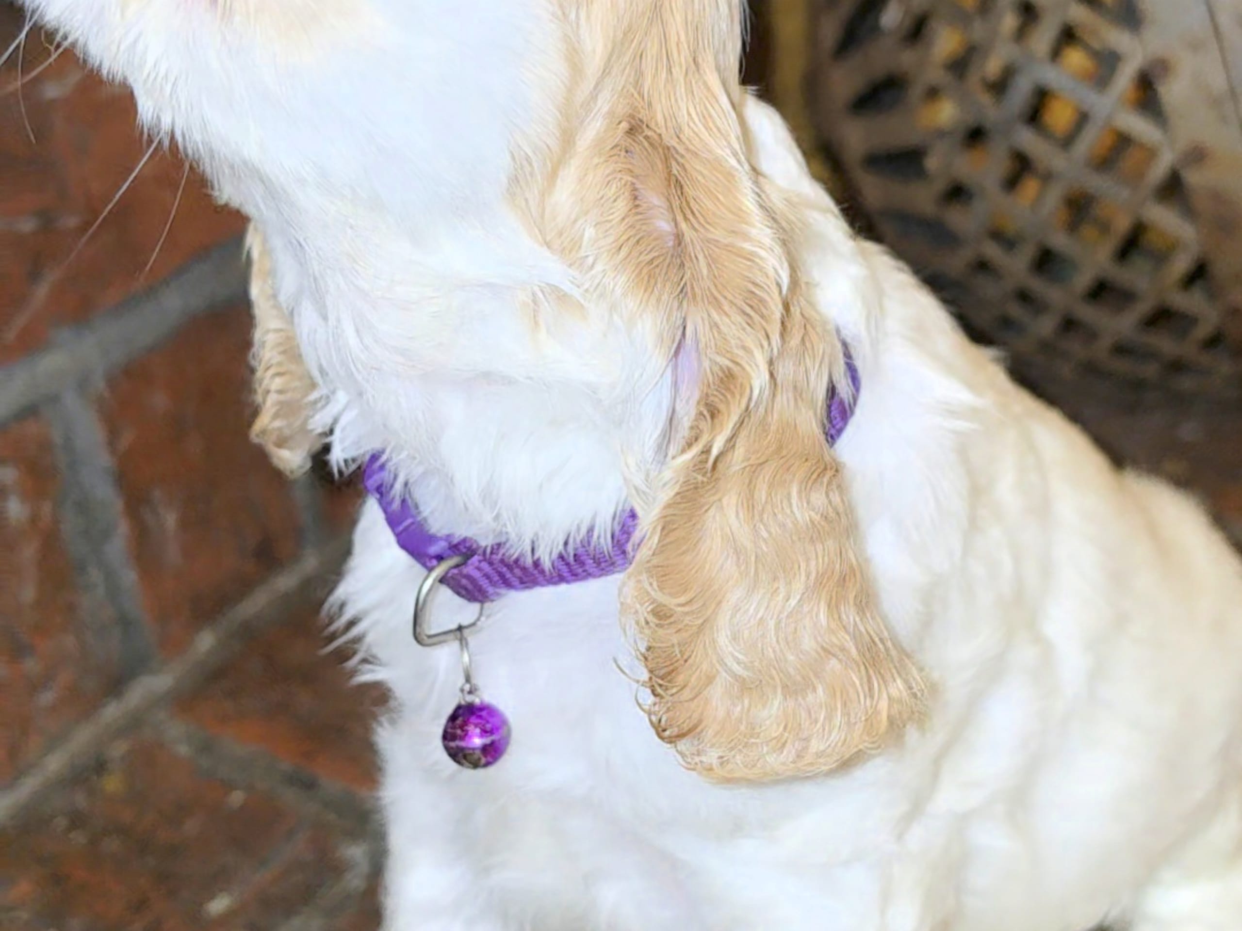Cocker Spaniel · Södertälje · Savanah B.