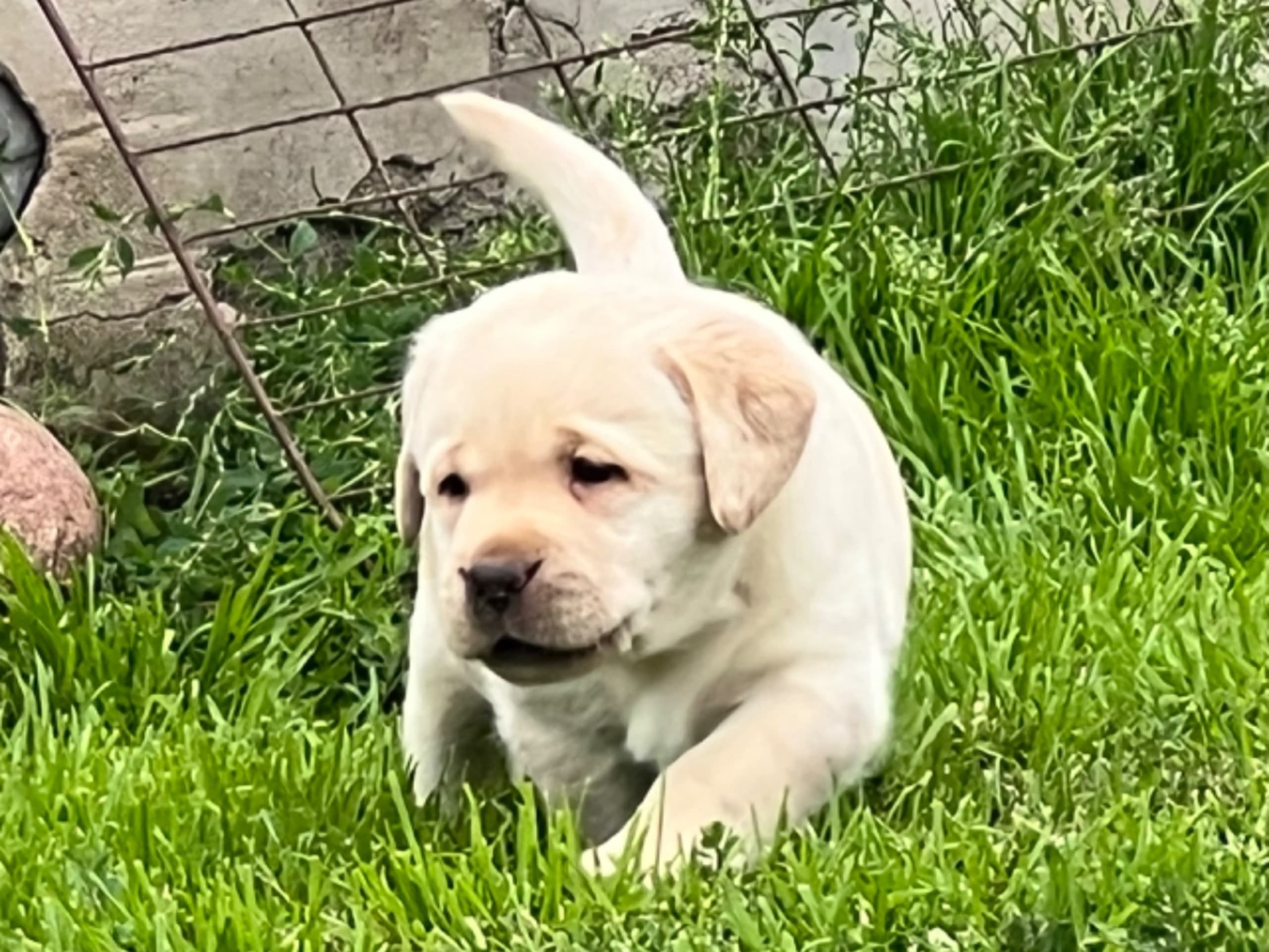 Labrador retriever · Idkerberget · Sincher's