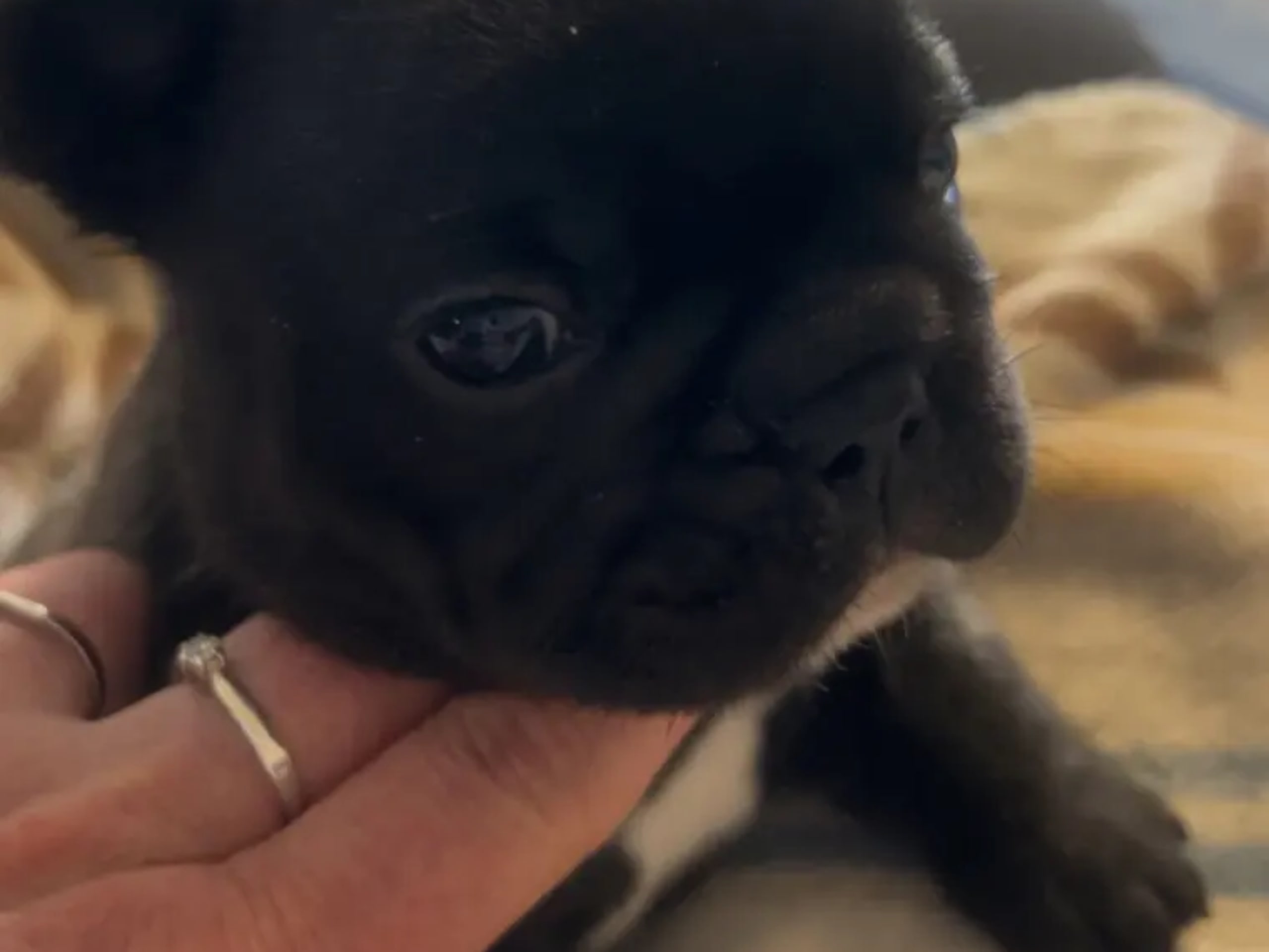 French Bulldog · Haugesund · Linda Jørgensen
