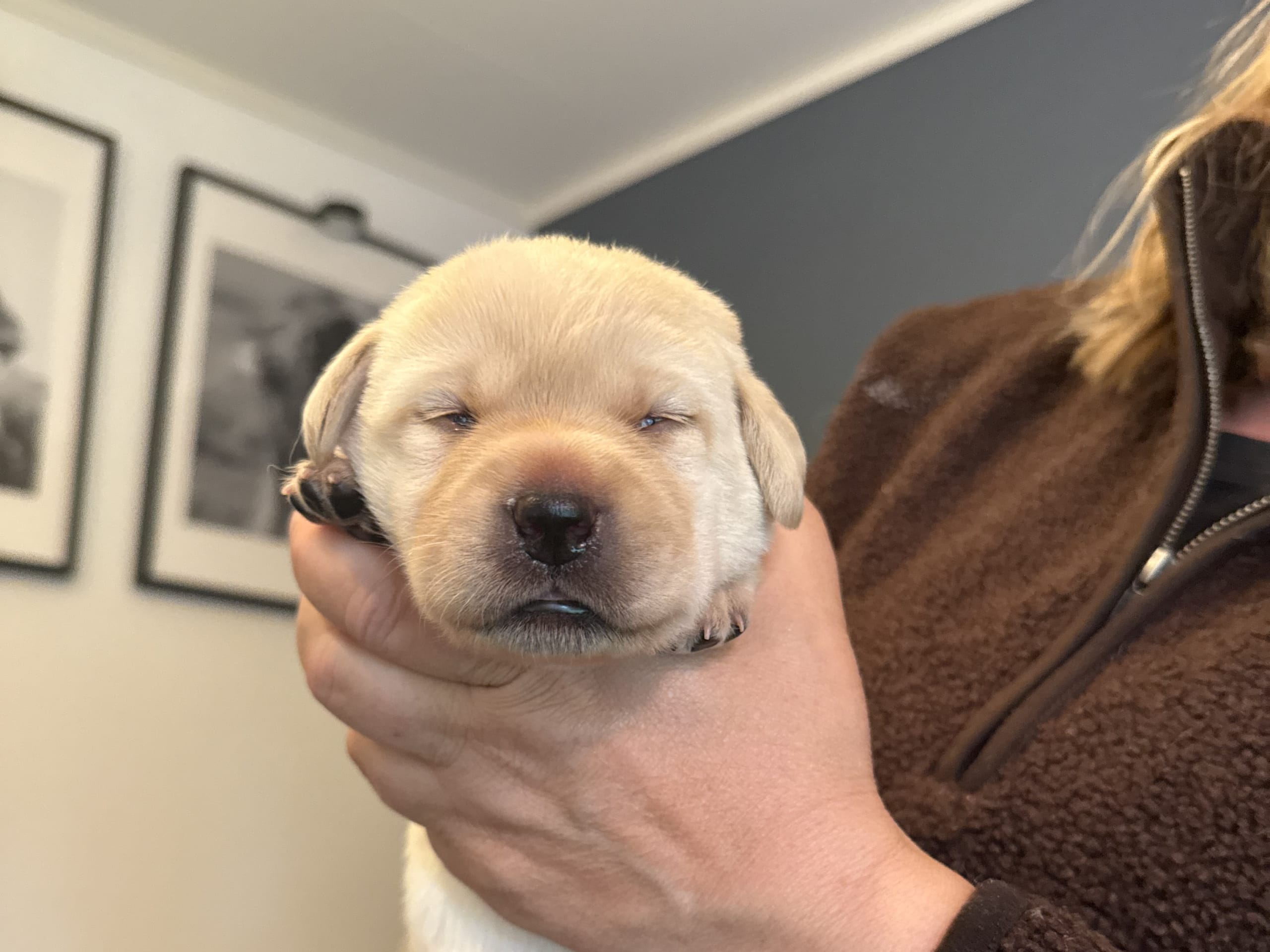 Labrador Retriever · Svärtinge · Blankgölens kennel