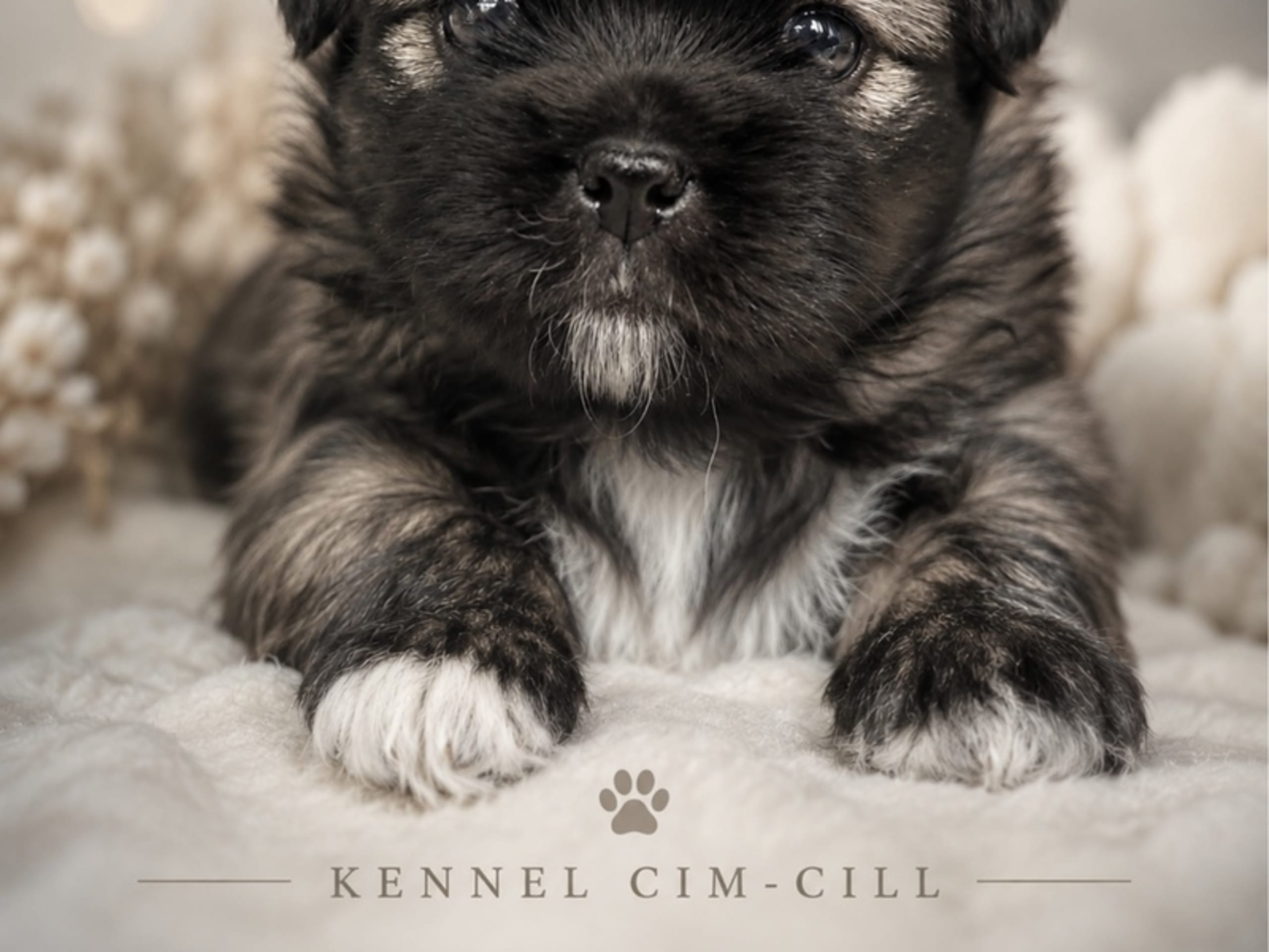 Tibetansk spaniel · Hammel · Cim-Cill