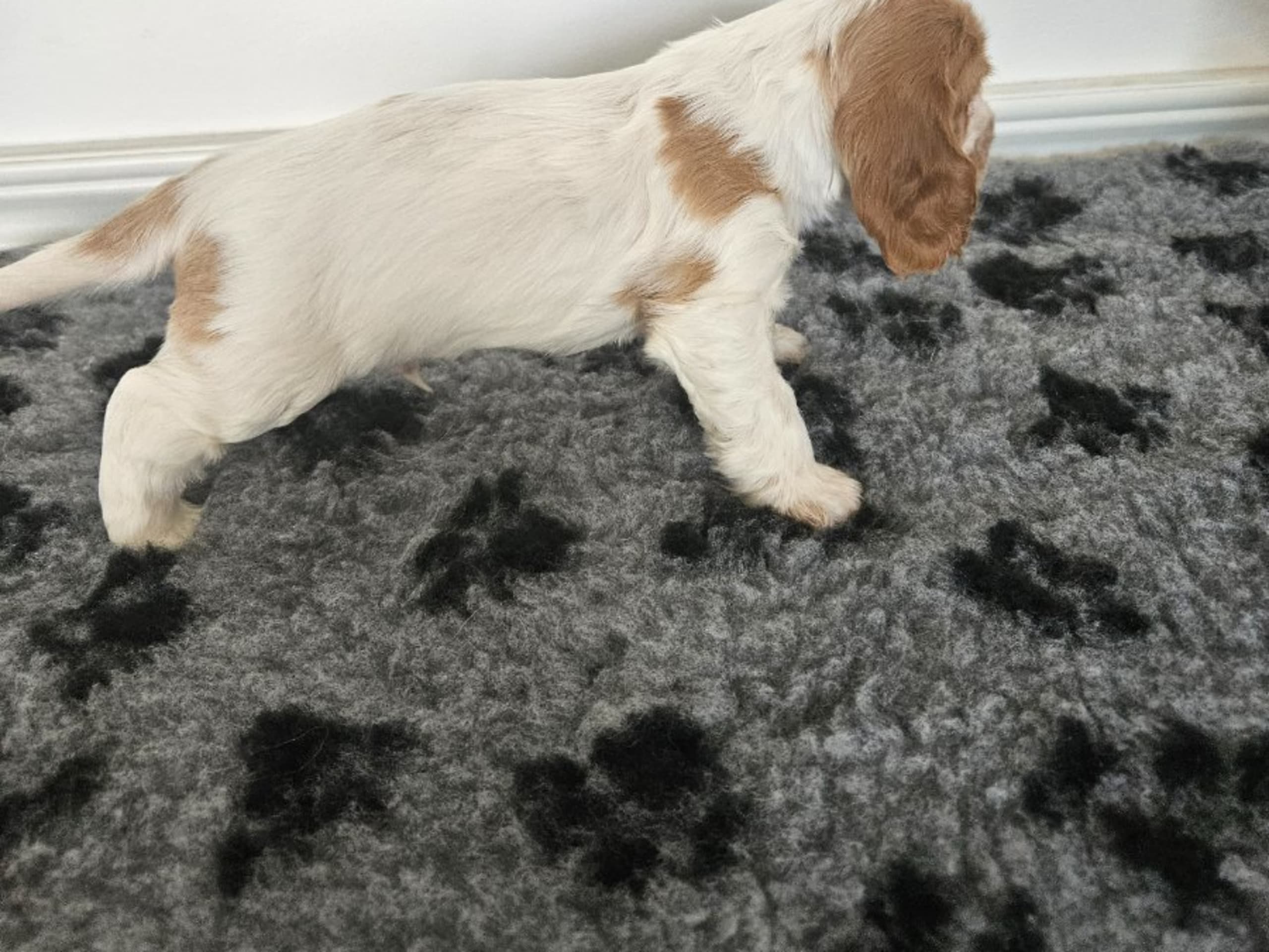 Cocker spaniel · Enhörna · Norris Dream Cocker