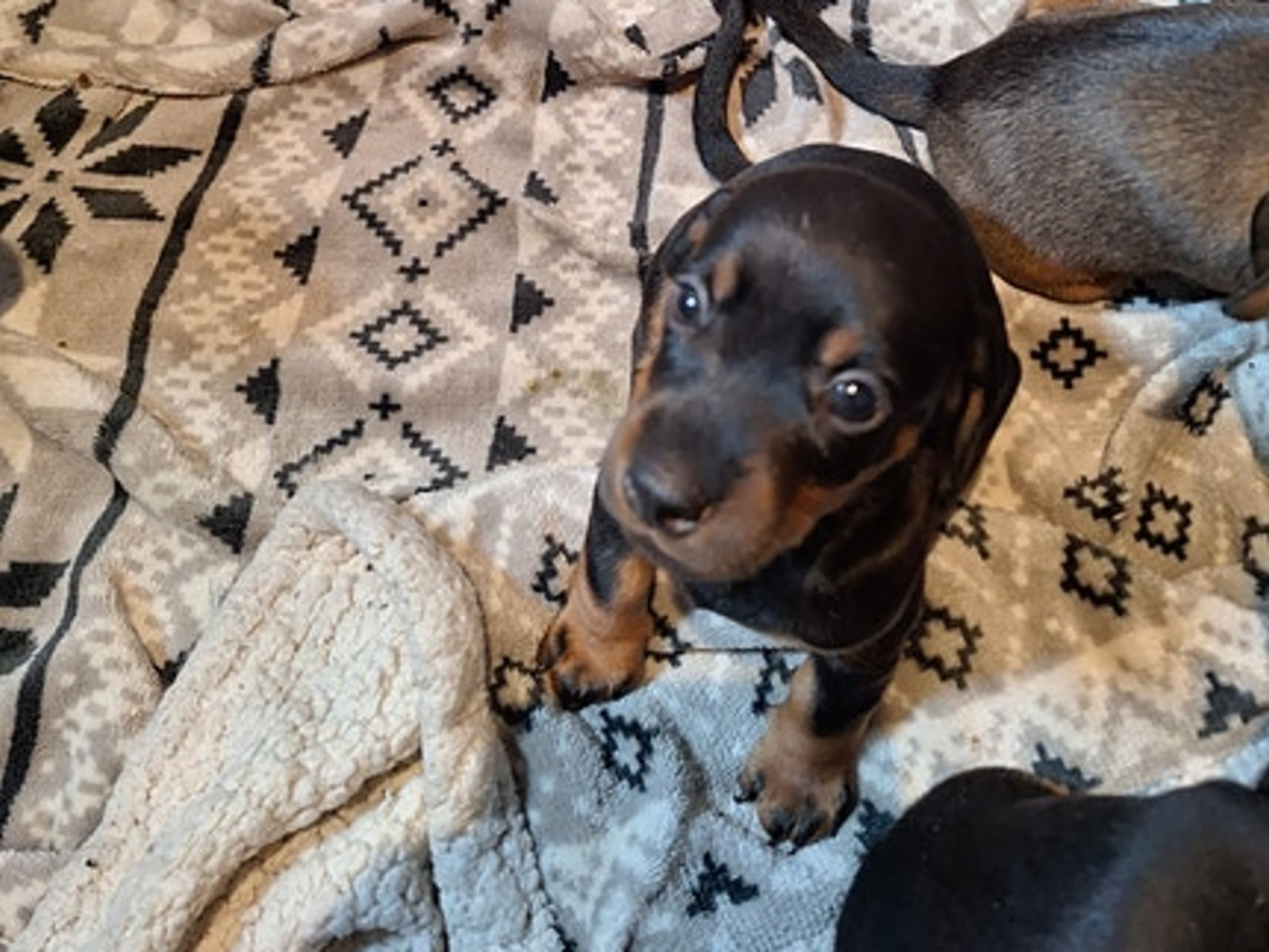 Dachshund · Helle · Rune Rasmussen