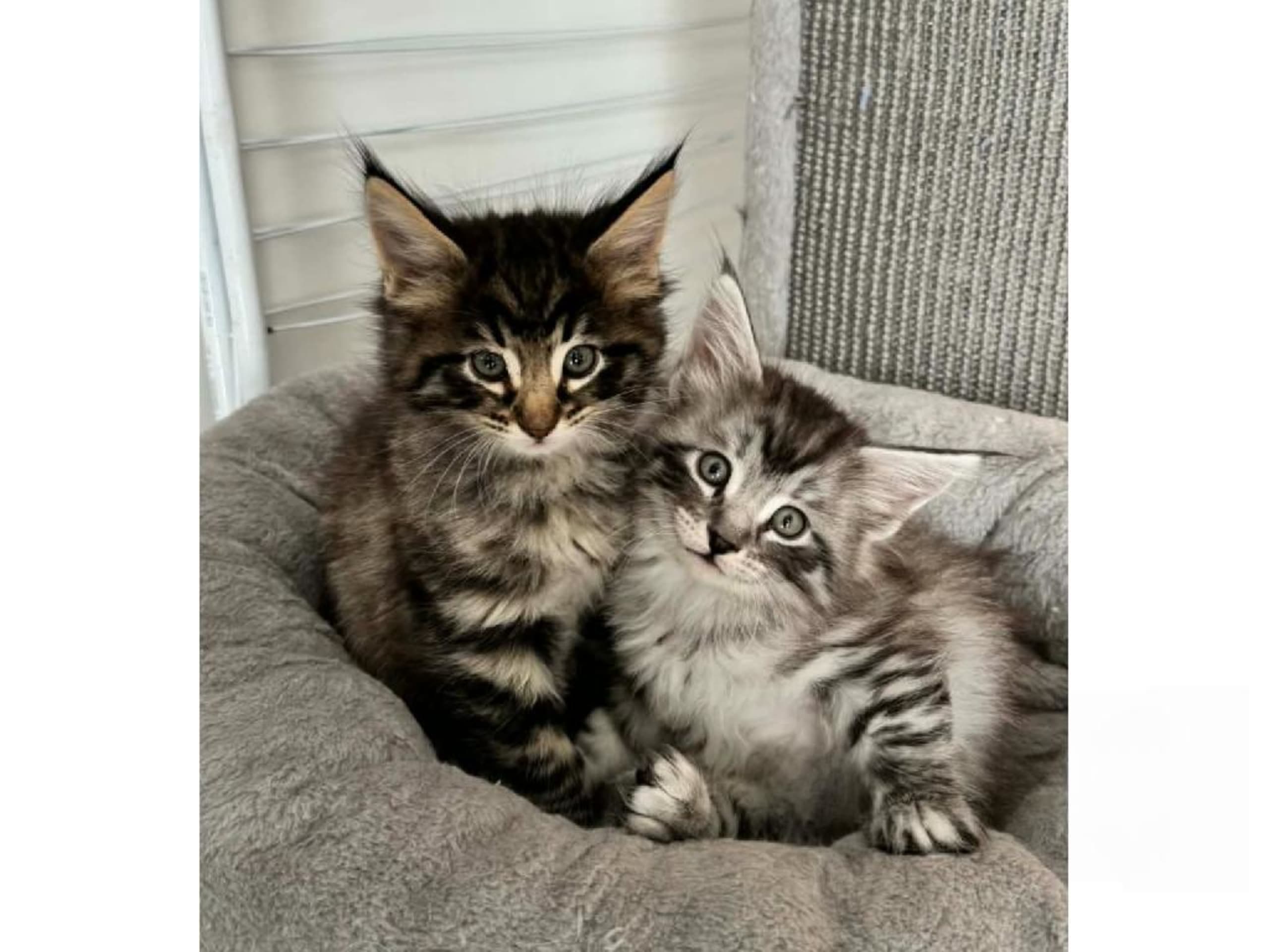 Norsk skovkat · Huddungeby · S*Mustela's