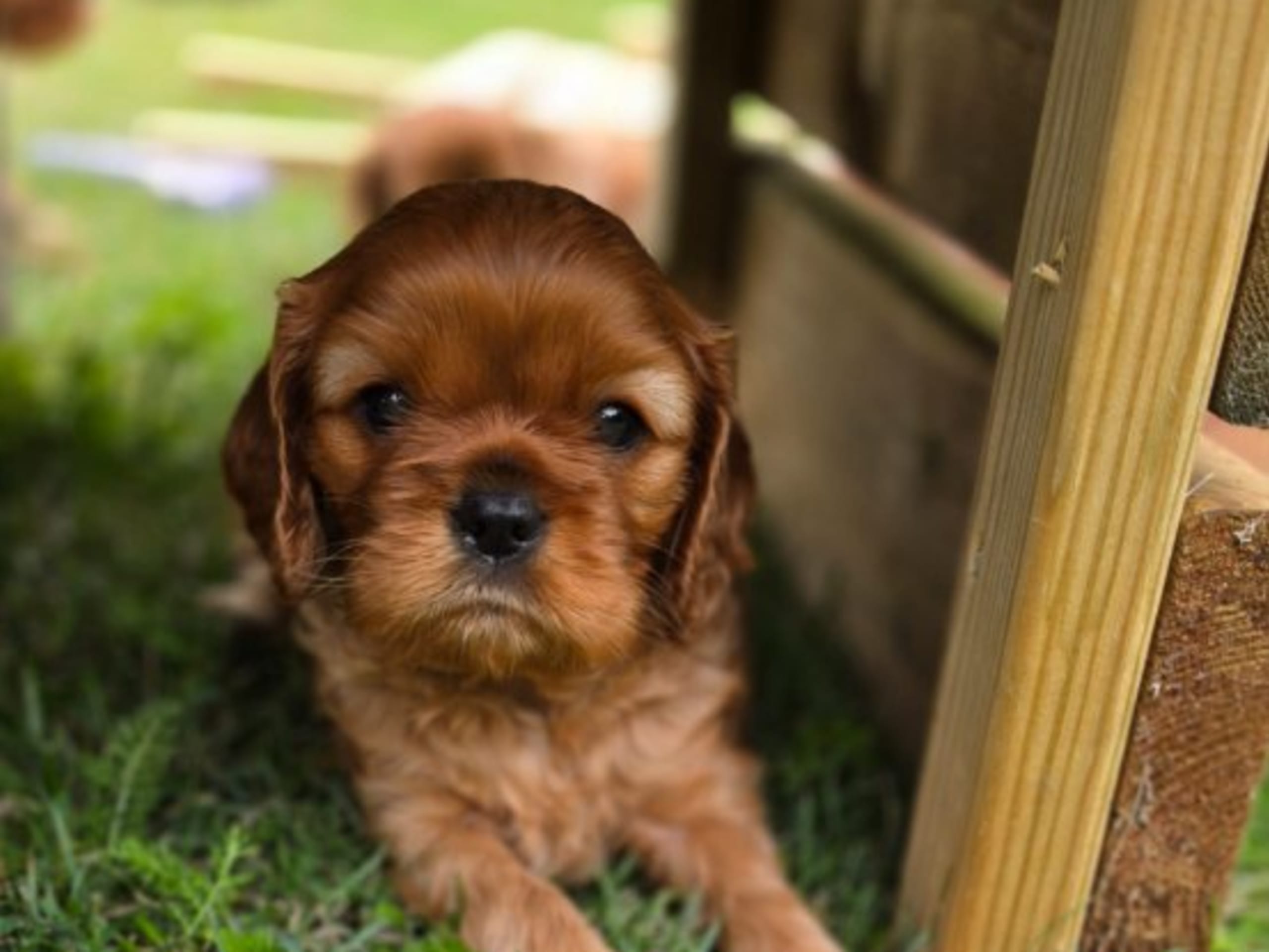 Cavalier king charles spaniel