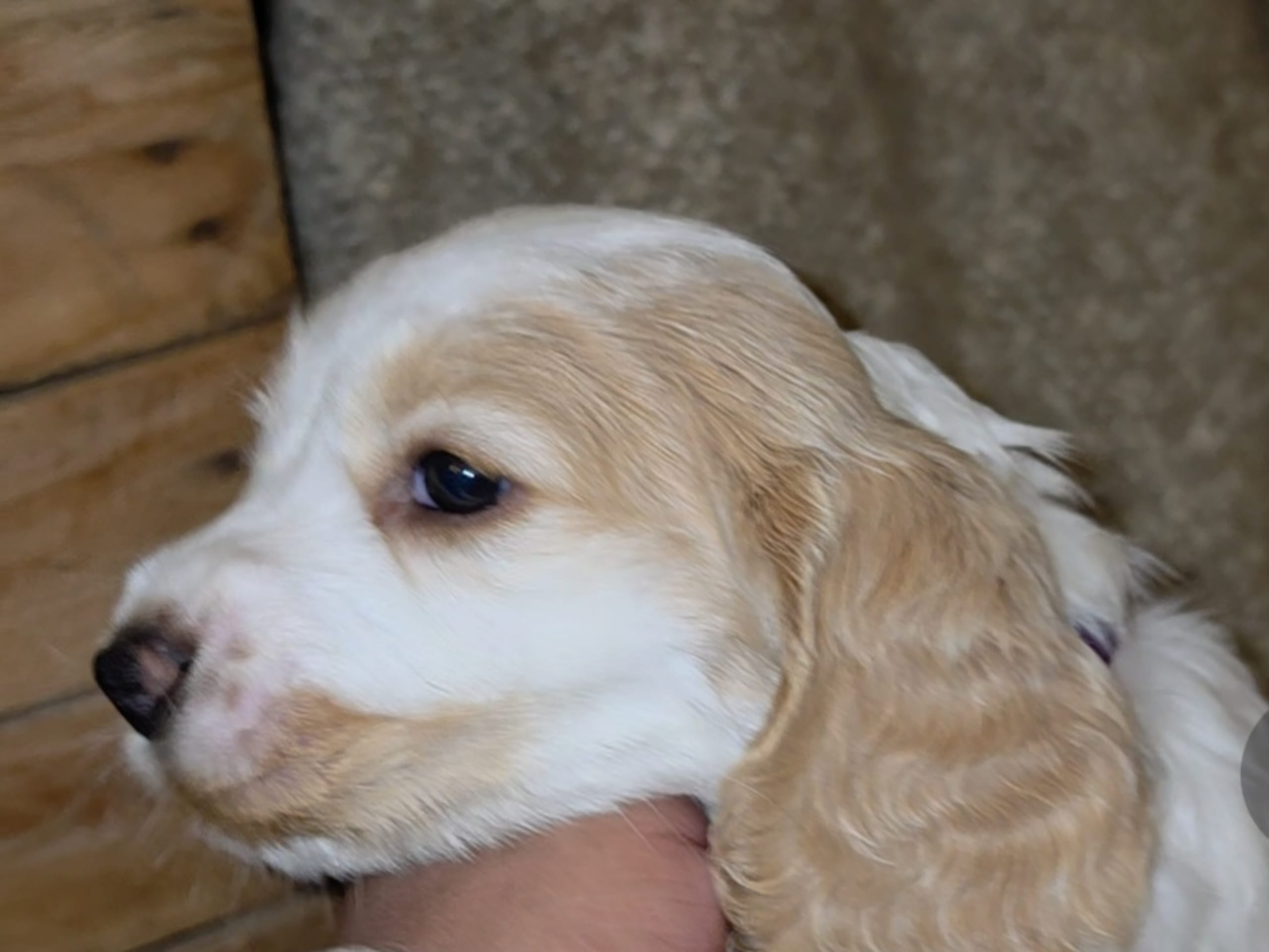 Cocker Spaniel · Södertälje · Savanah B.