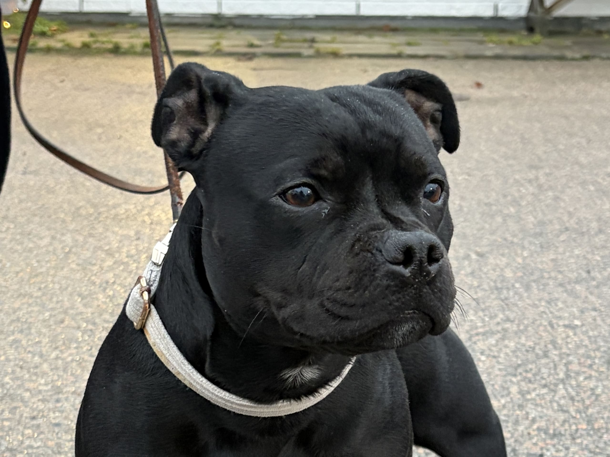 Staffordshire bull terrier
