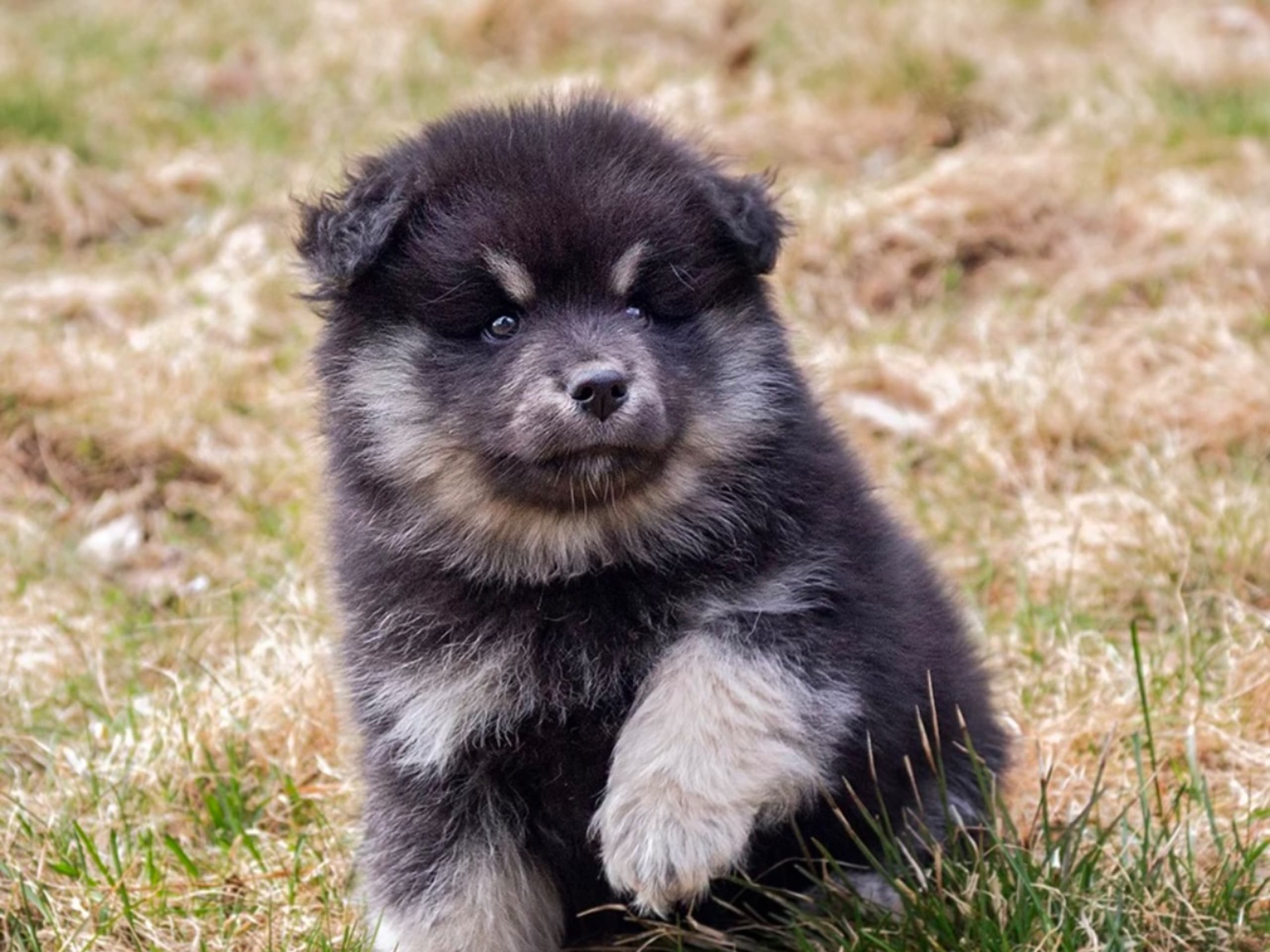 Finnish Lapphund · Sorunda · Samerajerna’s kennel