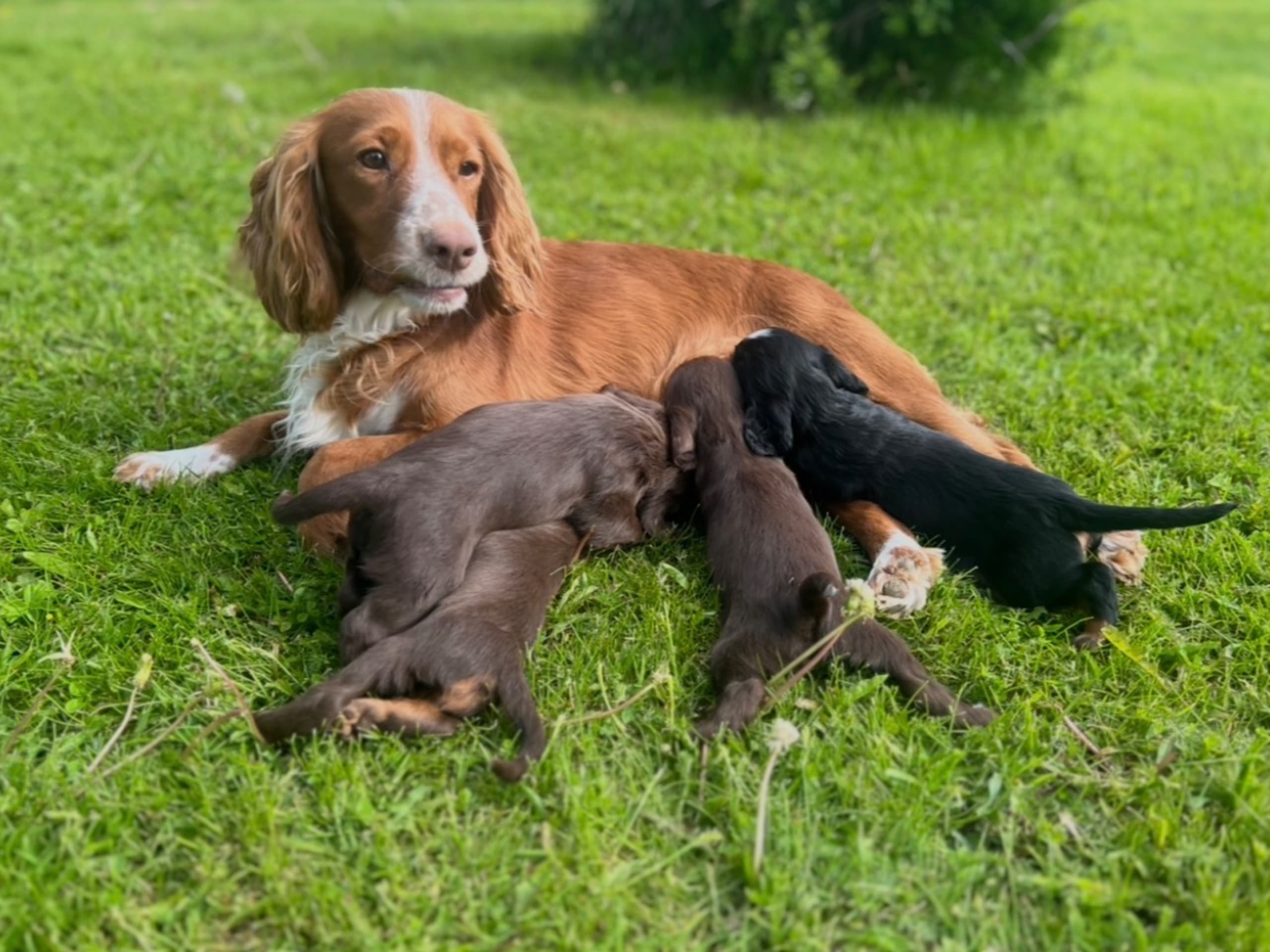 Cocker spaniel · Hallen · Waterstreams