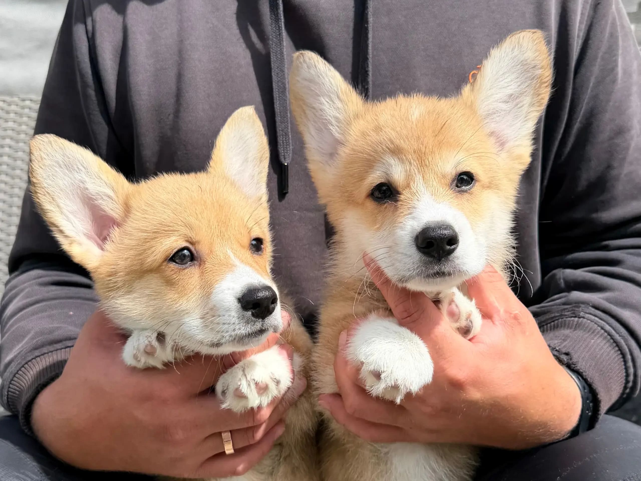 Welsh corgi pembroke · Gjerdrum · Hallo My Dog
