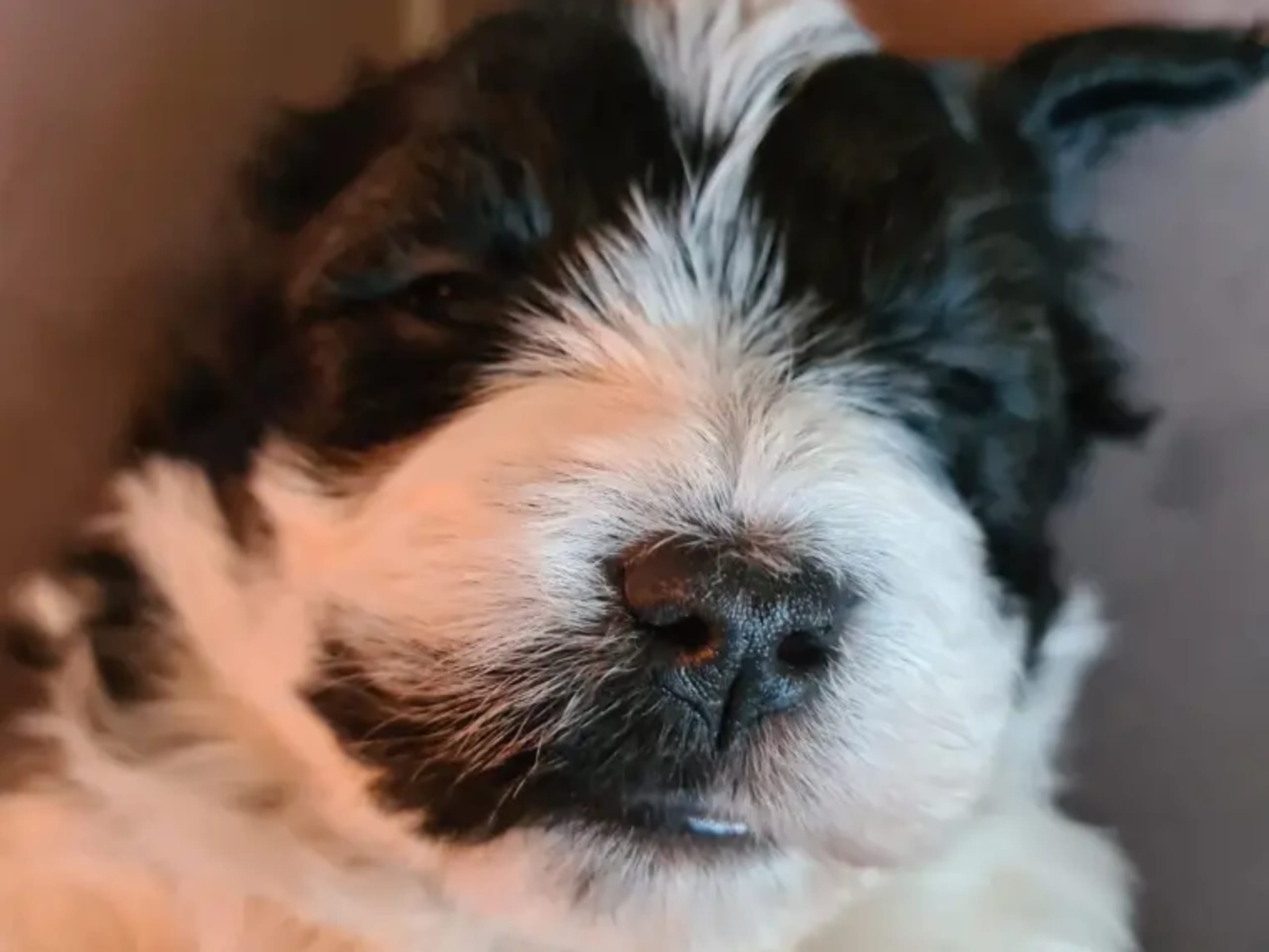 Bichon havanais · Andebu · Susann Cerin Villandseie